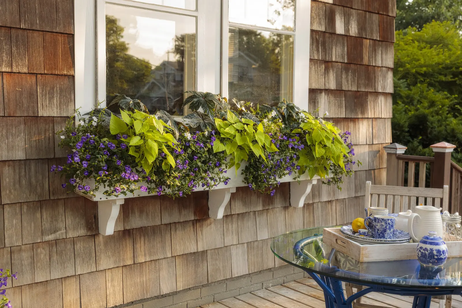 Lime Sweet Potato Vine (Ipomoea) — where the foliage develops its strongest color and the plant maintains a dense; average, well-drained soil is suitable, and
