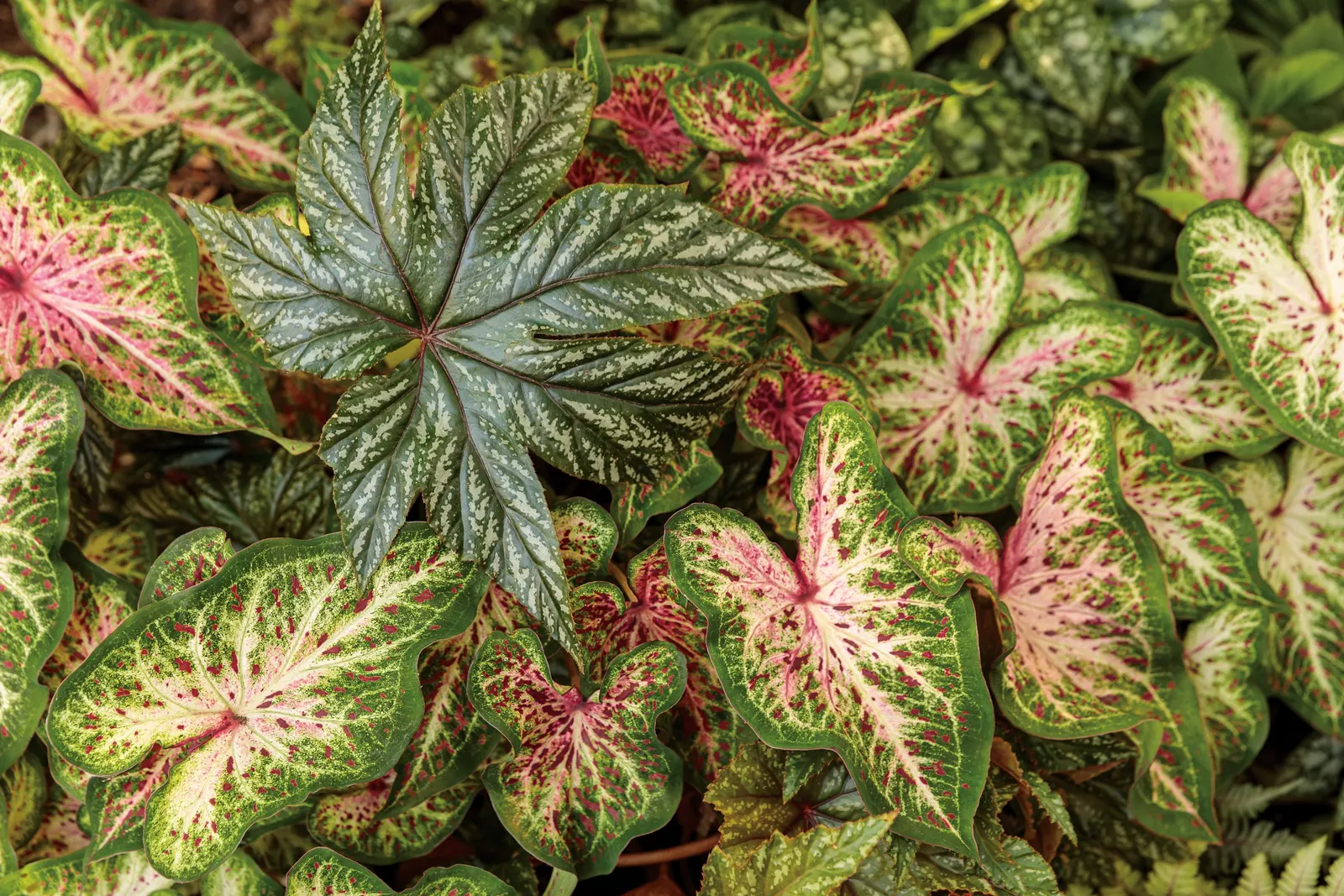 Heart and Soul Sun or Shade Caladium (Caladium hortulanum) — centered white to pale pink; heart and Soul is well scaled for containers