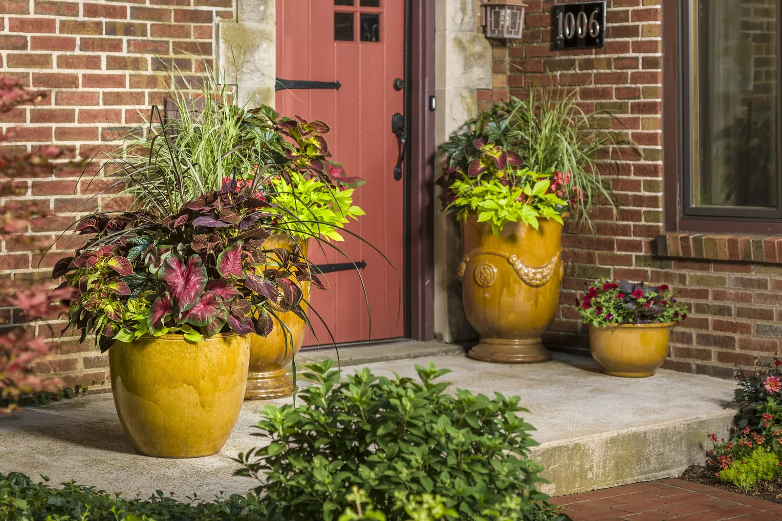 Sweet Caroline Light Green Sweet Potato Vine (Ipomoea batatas) — if you prefer to keep a more balanced look to your combination planters, image 51