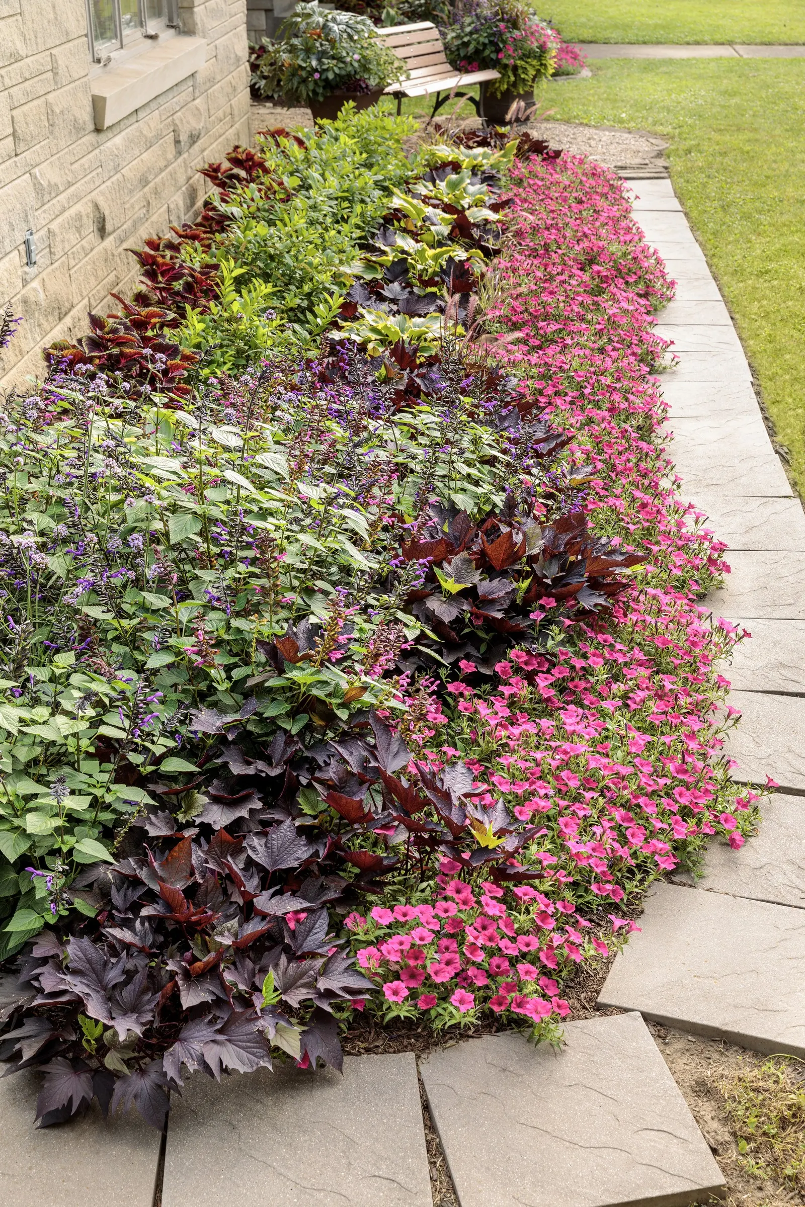 Purple II Double Impatiens (Impatiens walleriana) — information and resources