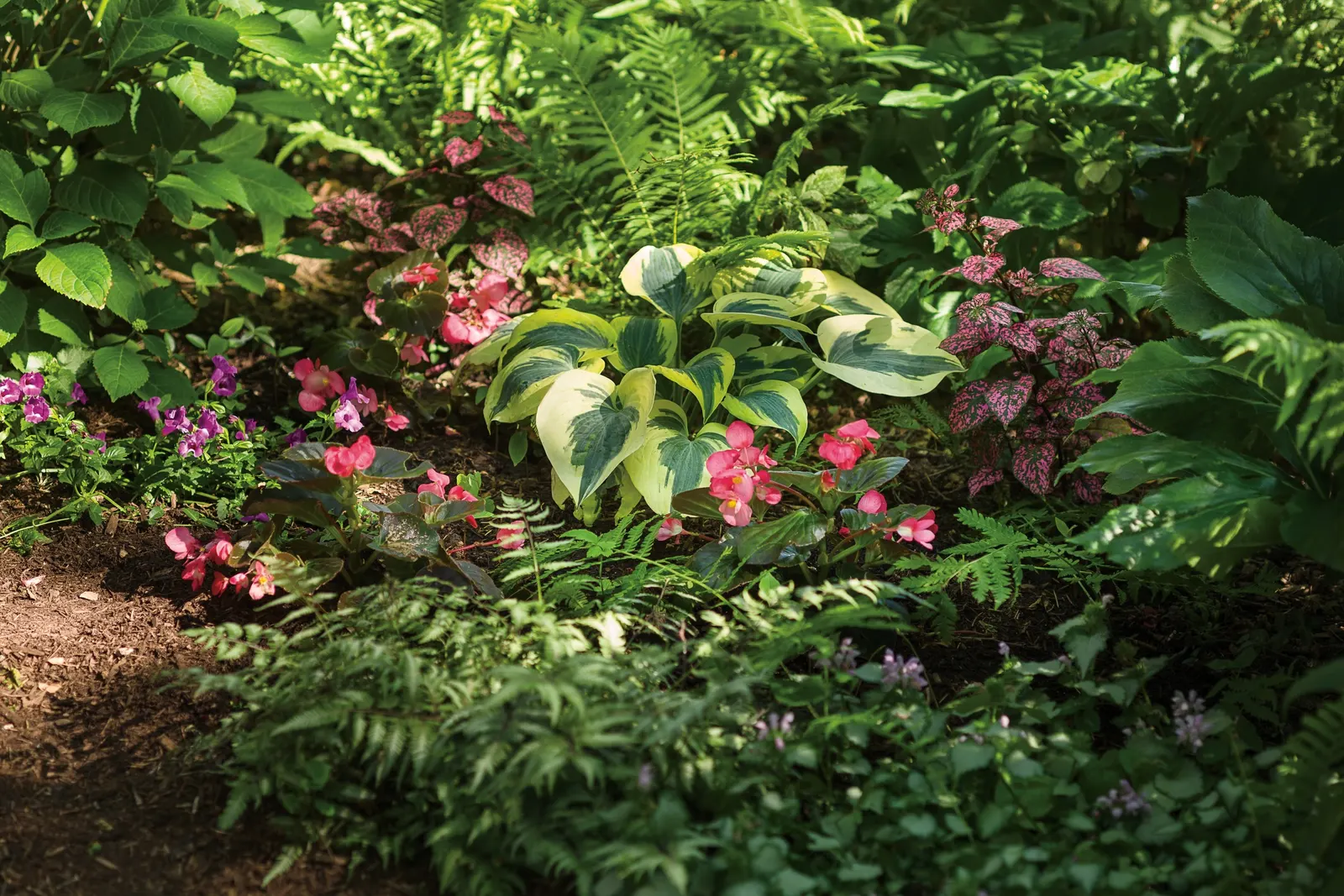 Coral Reef Double Impatiens (Impatiens walleriana) — Deadheading isn't necessary but removing spent blooms isn't harmful if you want to clean the, image 14