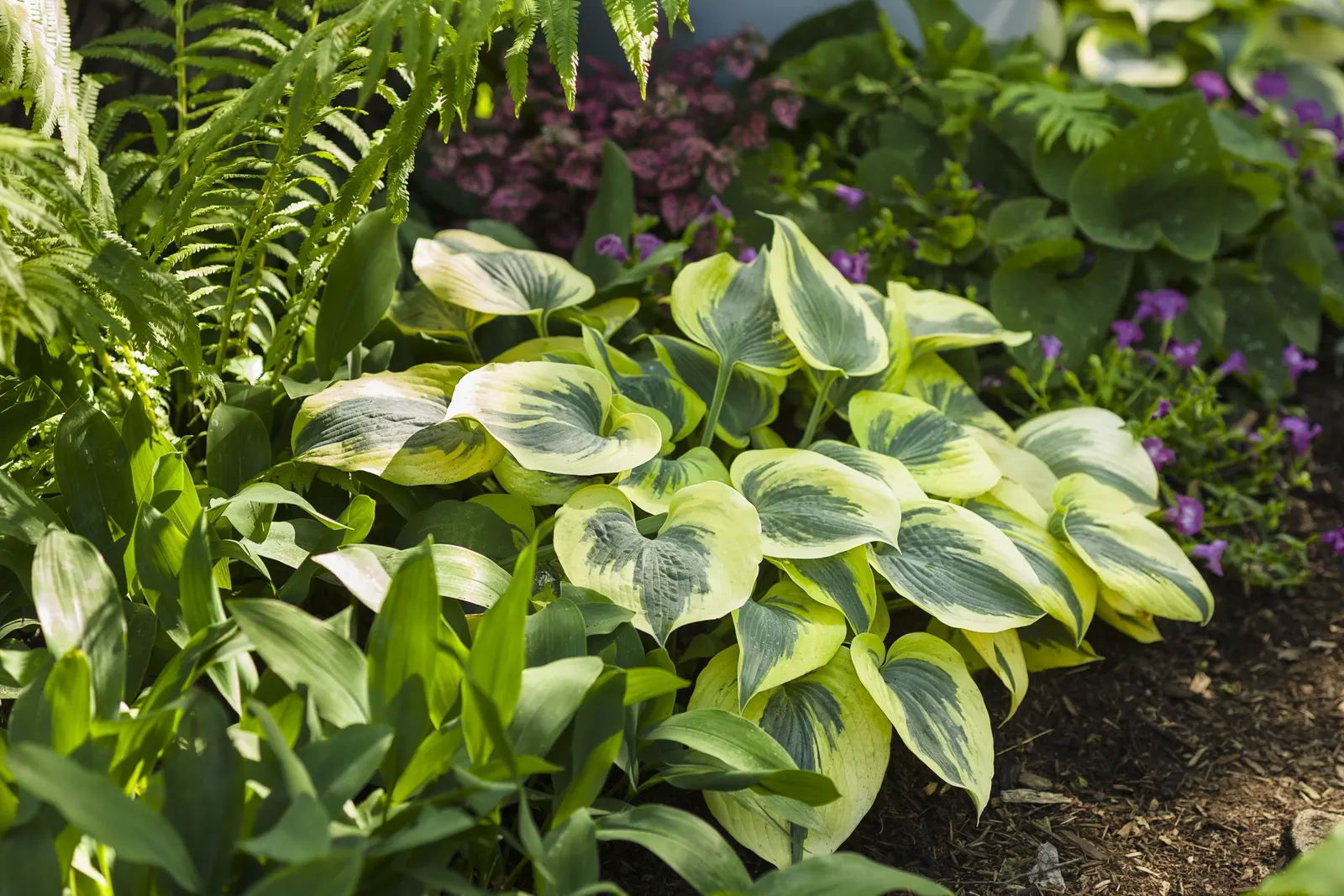 Giant 'Coast to Coast' Hosta (Hosta hybrid) — and foundation plantings where its broad leaves can contrast with ferns; its scale makes it especially useful