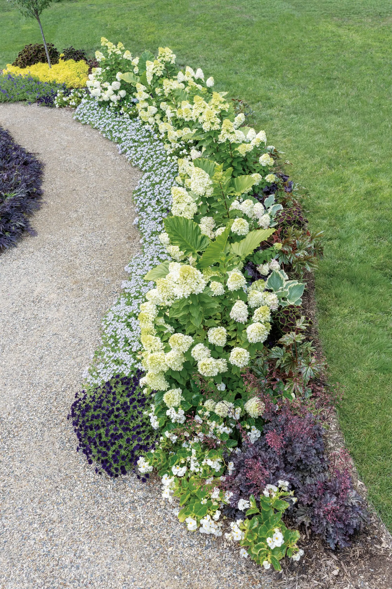 Limelight Prime® Panicle Hydrangea (Hydrangea paniculata) — cool and crisp against clean green foliage