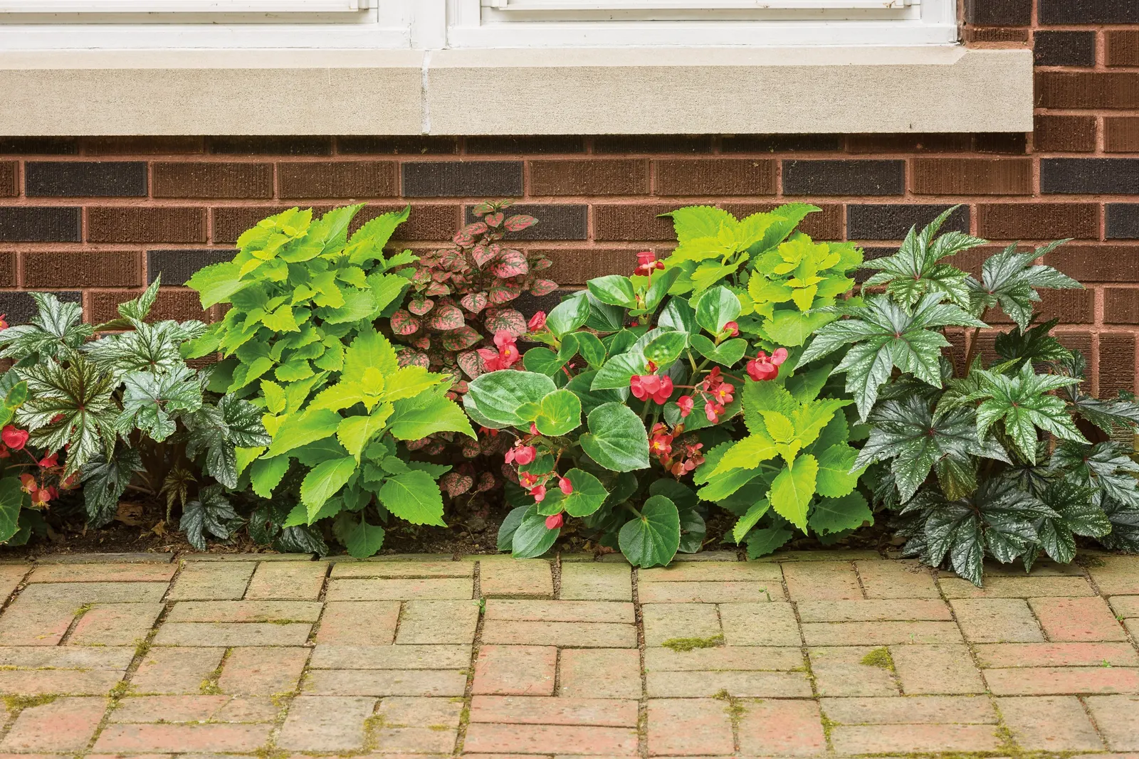 Red II Begonia (Begonia benariensis) — well-drained soil with average water; reflective quality.<br><br>At maturity, image 113