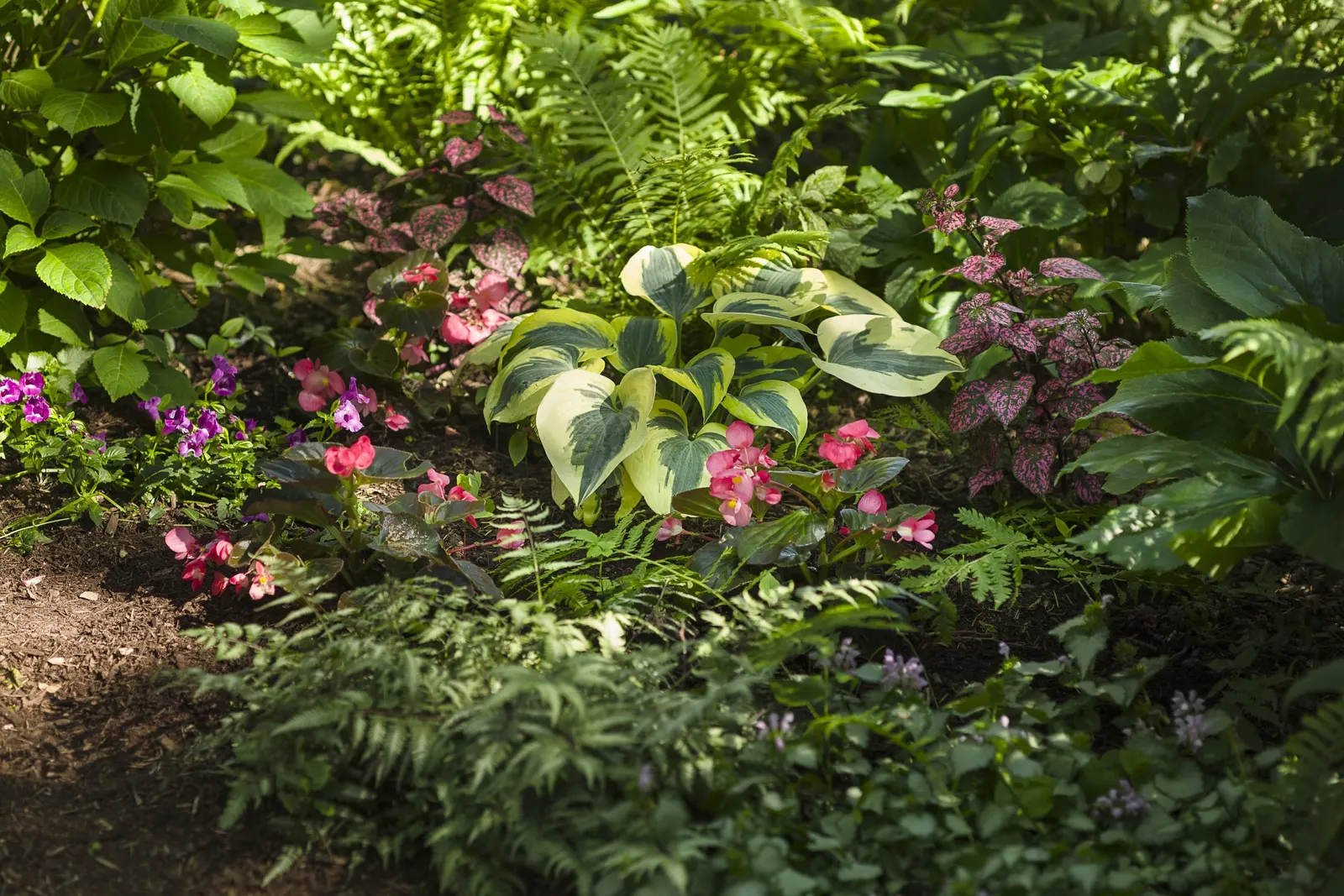Rose Polka Dot Plant (Hypoestes phyllostachya) — Grown for foliage rather than bloom