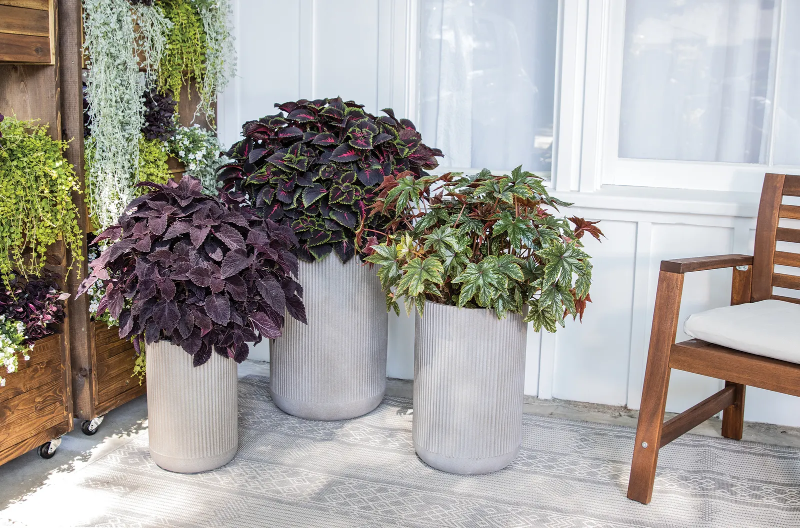 Newly Noir™ Coleus (Coleus scutellarioides) — Its upright stems carry lush