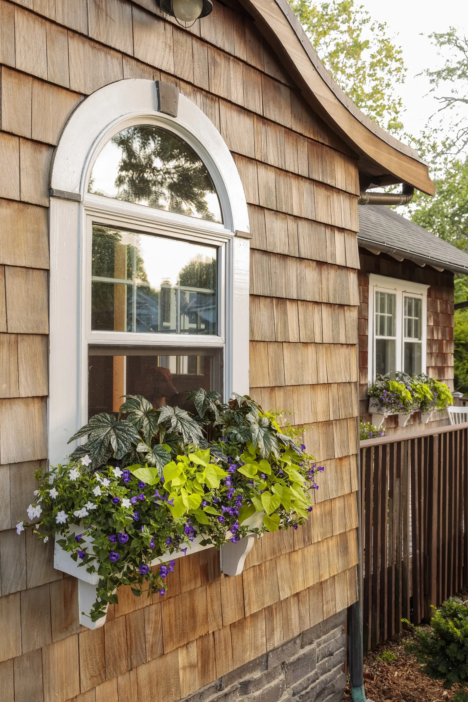 Large Violet Wishbone Flower (Torenia) — information and resources; proven Winners - Summer Wave® Trailing Large Violet - Wishbone Flower - Torenia, image 12