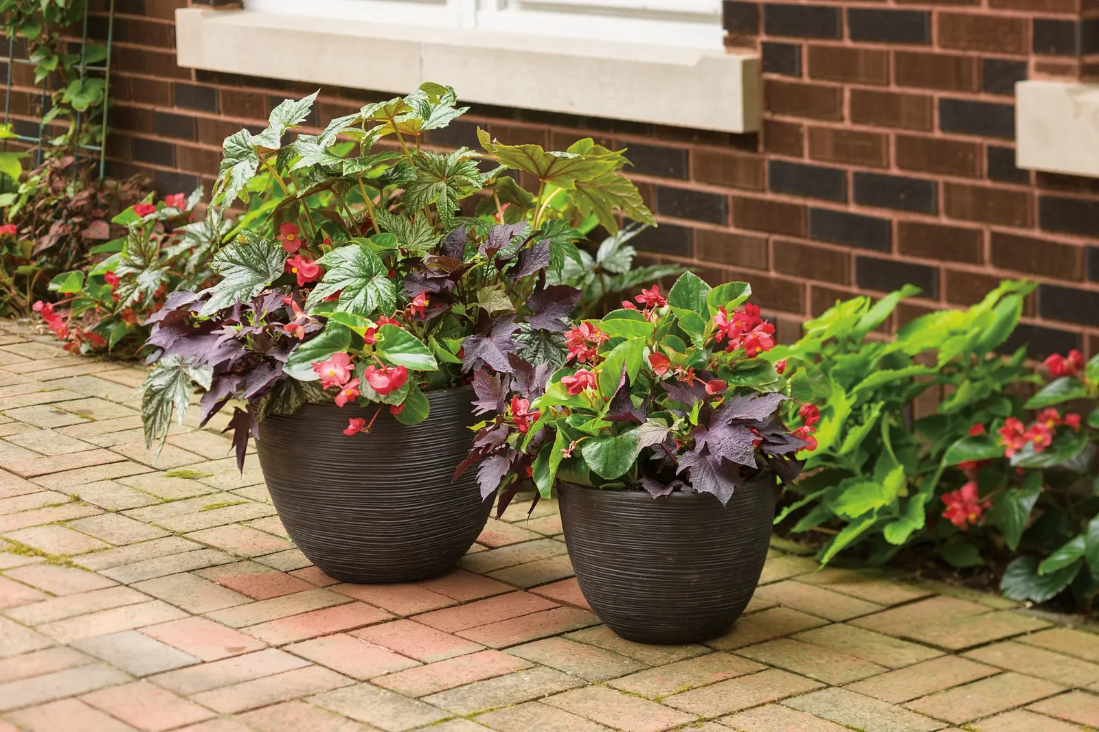 Red II Begonia (Begonia benariensis) — Heat tolerant and easy to maintain; where the red flowers bring a vivid accent against silver, image 115