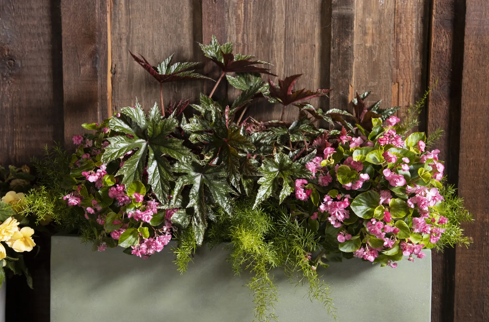 Pink Begonia (Begonia semperflorens) — will support the densest growth and most continuous bloom