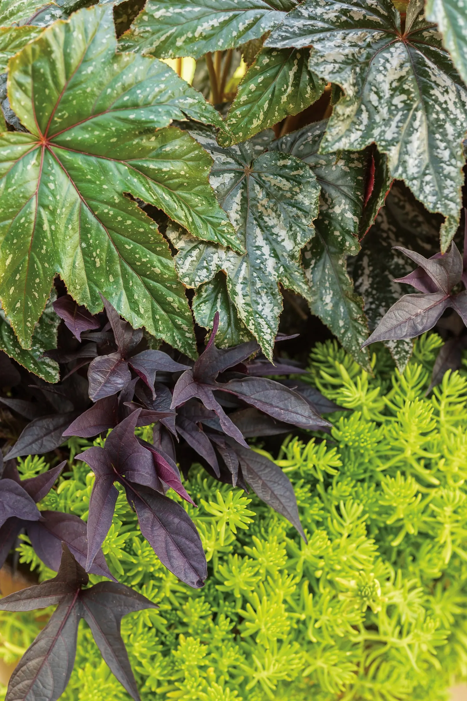 Pegasus® Begonia — making it a refined alternative for sites where sun-loving annuals falter or impatiens may struggle; sculptural foliage and, image 120
