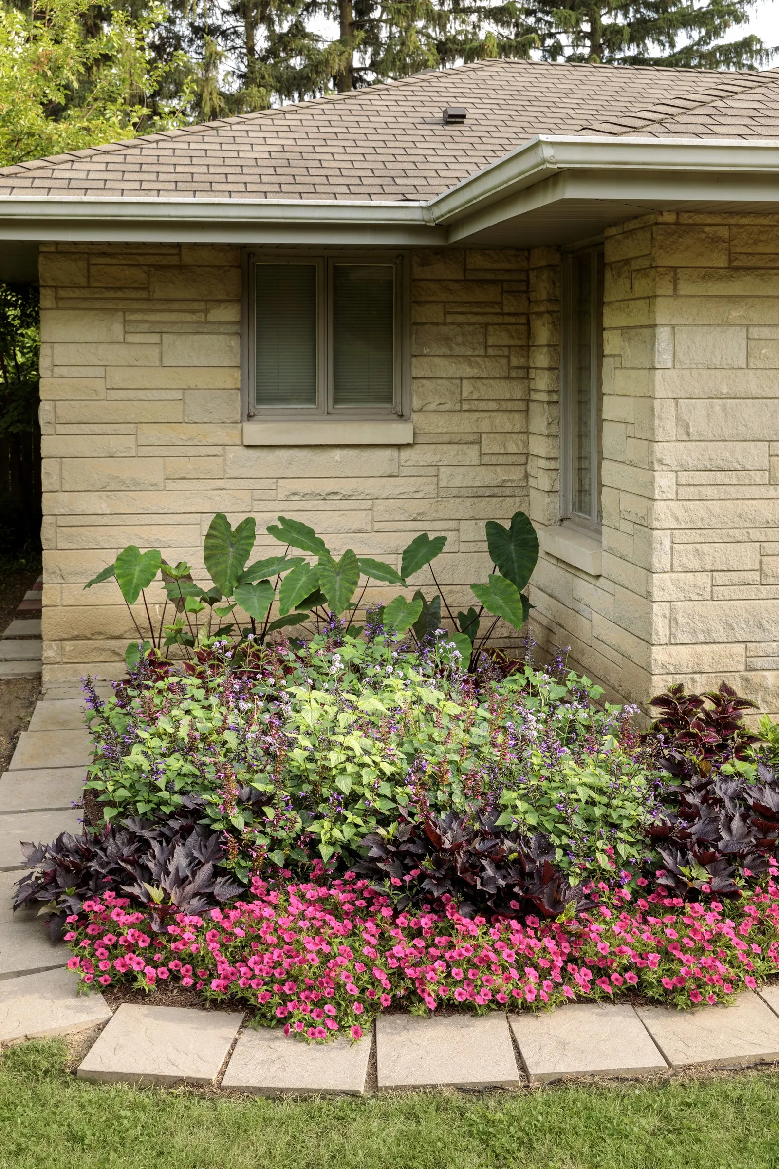 Goldilocks Creeping Jenny (Lysimachia nummularia) — information and resources; shiny golden foliage brightens any garden or container, image 38