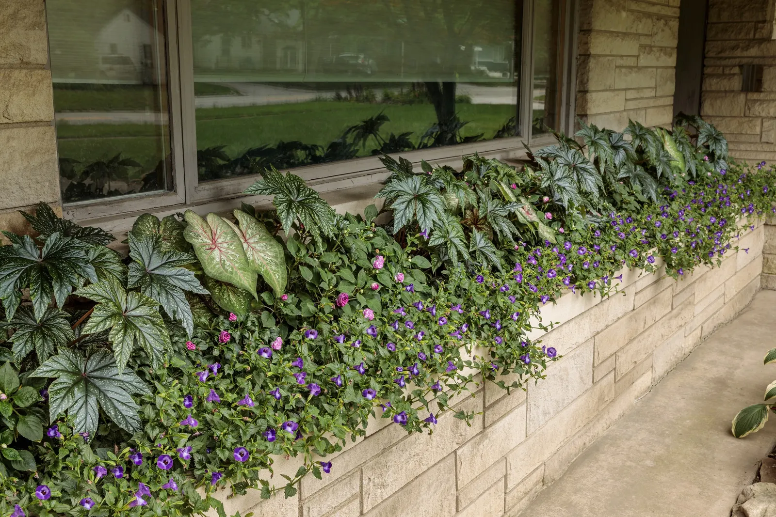 'Xplosion' Sun and Shade Caladium (Caladium hortulanum) — where it may be used as a warm-season perennial in protected conditions