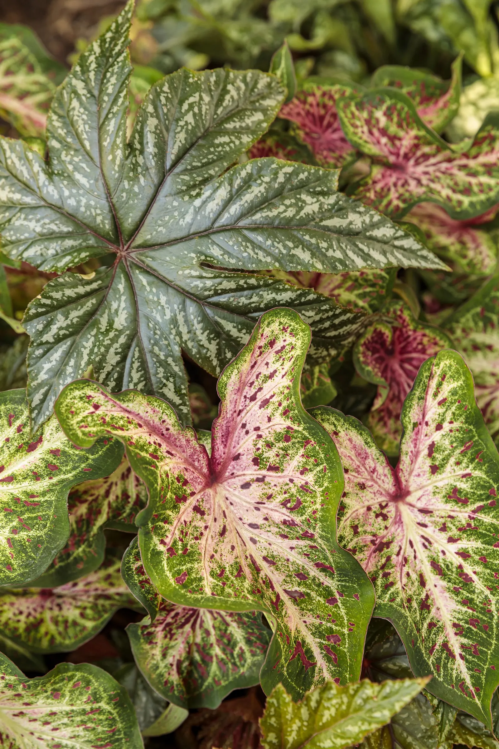 Heart and Soul Sun or Shade Caladium (Caladium hortulanum) — opening with a glowing white center often softly flushed with pink and scattered with, image 38