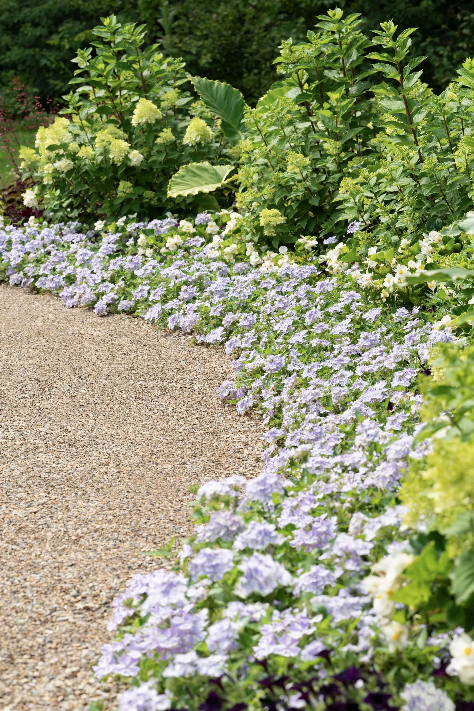Limelight Prime® Panicle Hydrangea (Hydrangea paniculata) — The effect is lush but polished