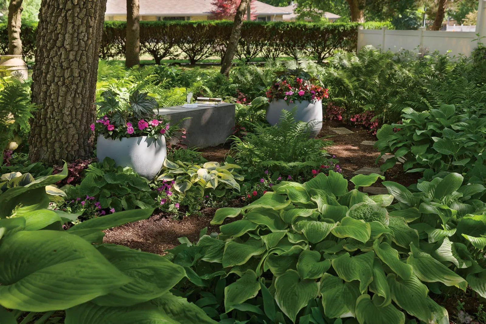 Pegasus® Begonia — this begonia is grown primarily for its lush