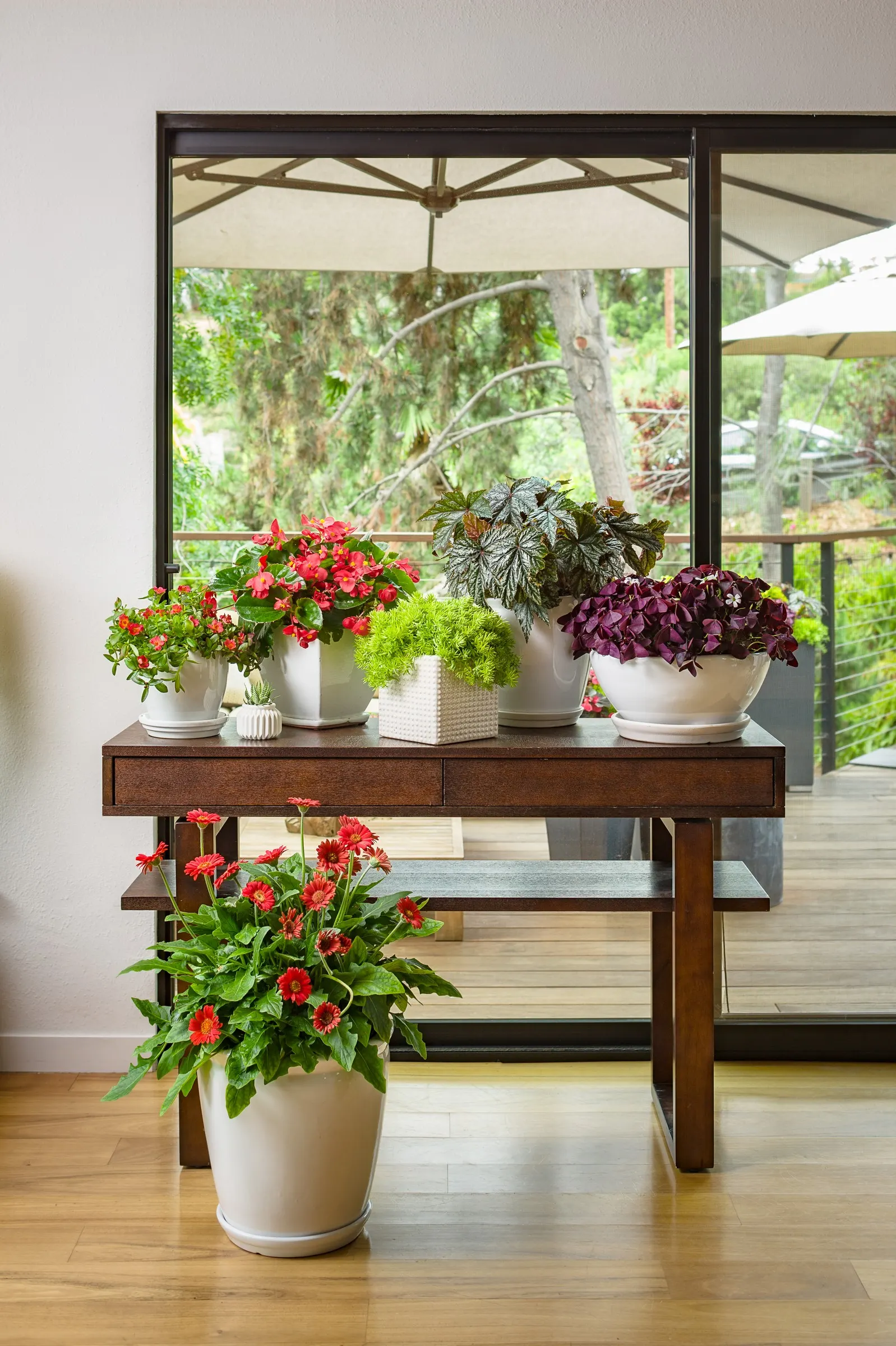 Red II Begonia (Begonia benariensis) — or create vivid mass plantings along walkways and entries; creating a crisp contrast that reads beautifully, image 86