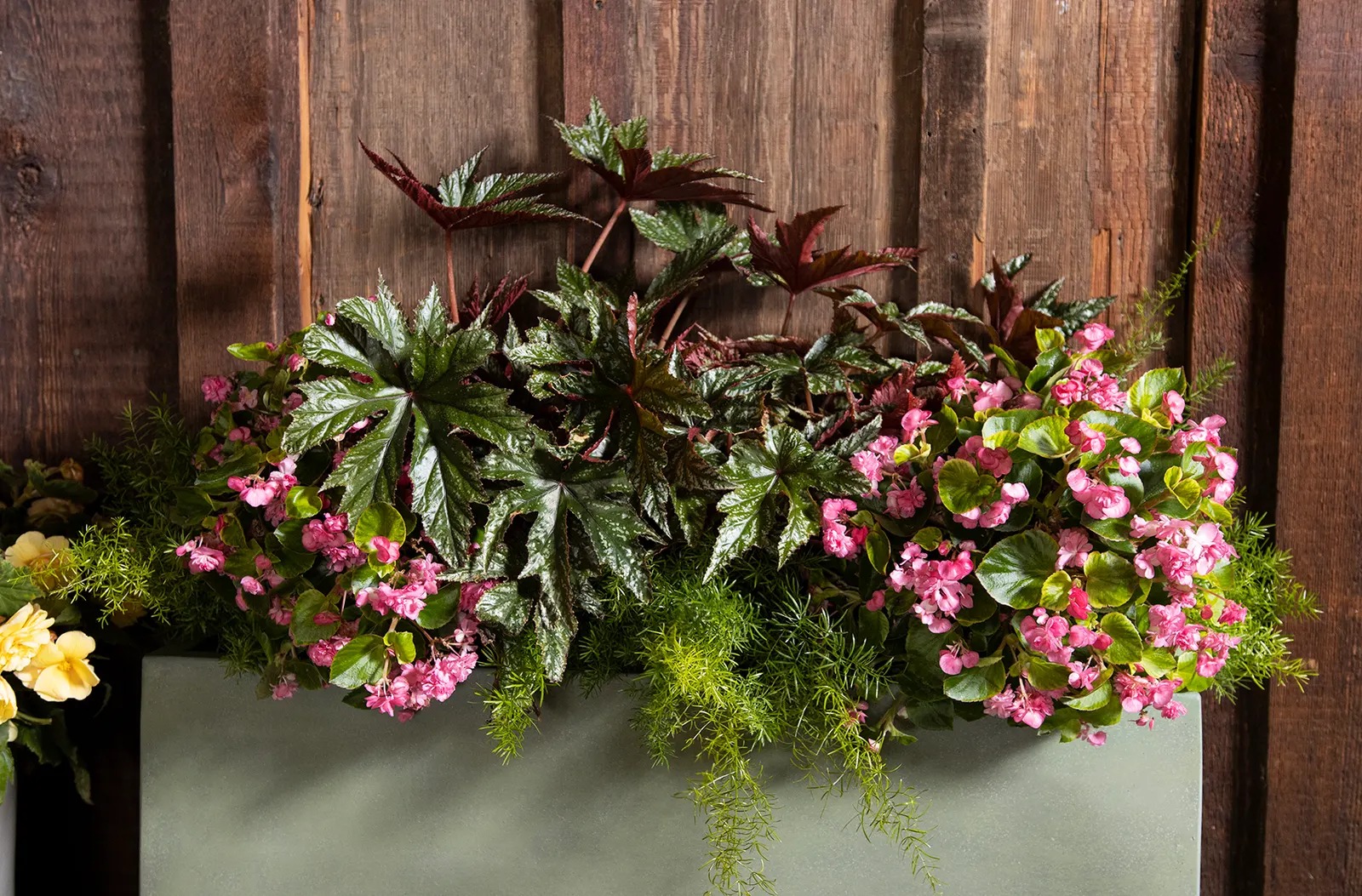 Pink Begonia (Begonia semperflorens) — and shaded borders for a continuous ribbon of color