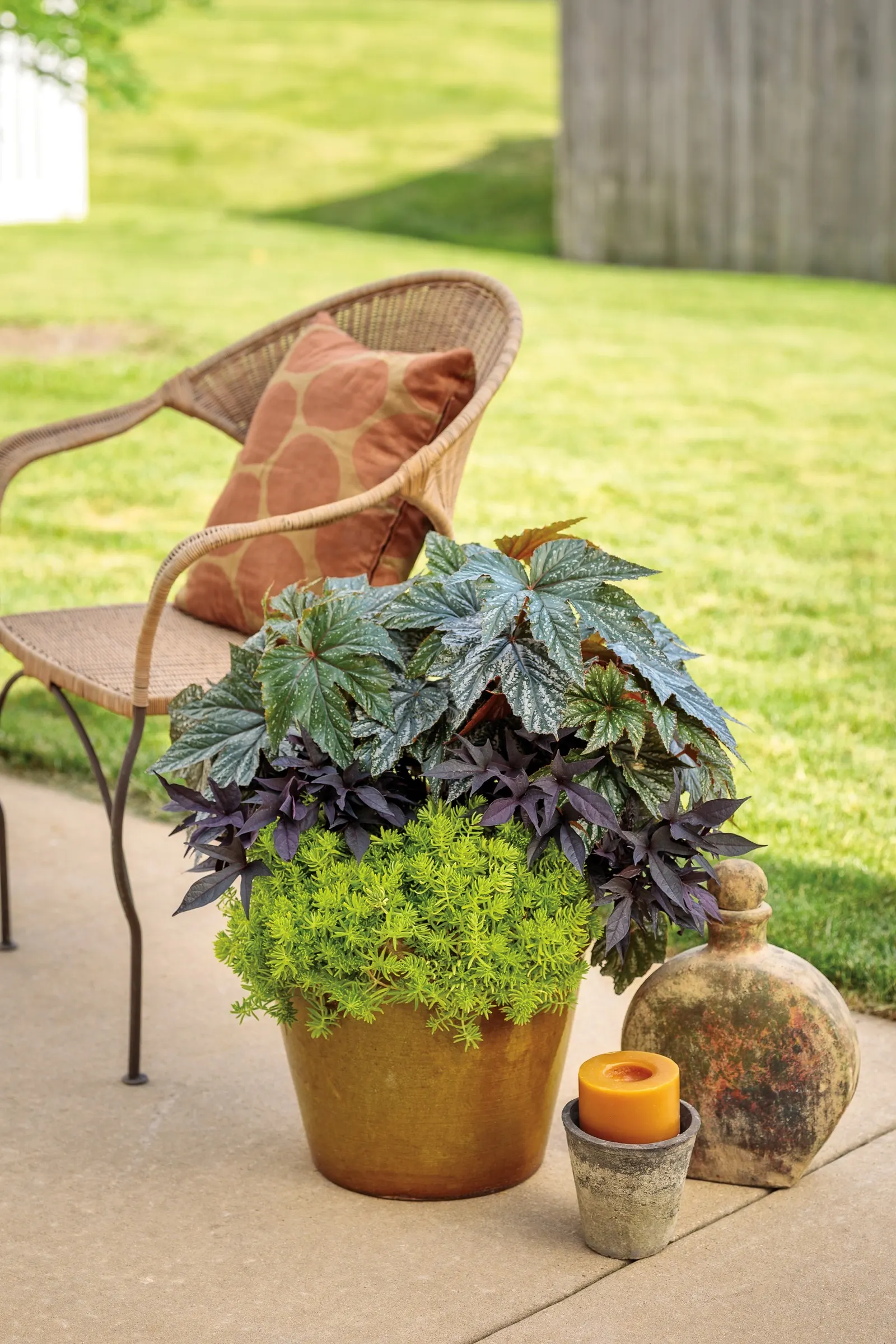 Raven™ II Ornamental Sweet Potato Vine (Ipomoea batatas) — offering striking contrast against chartreuse; making it an excellent choice for summer displays