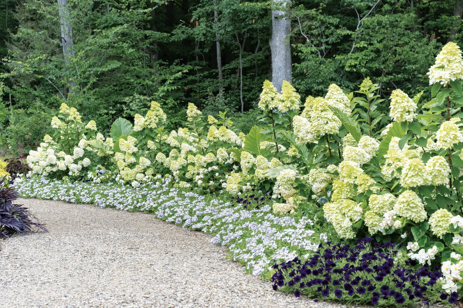 Limelight Prime® Panicle Hydrangea (Hydrangea paniculata) — then mature into bright pink and red shades as the season deepens