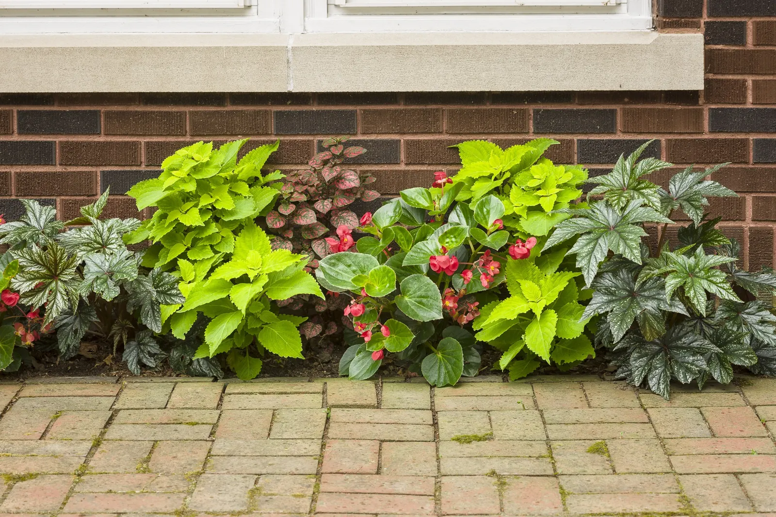 Rose Polka Dot Plant (Hypoestes phyllostachya) — In warm climates or protected summer plantings; it is hardy in USDA Zones 10a to 11b