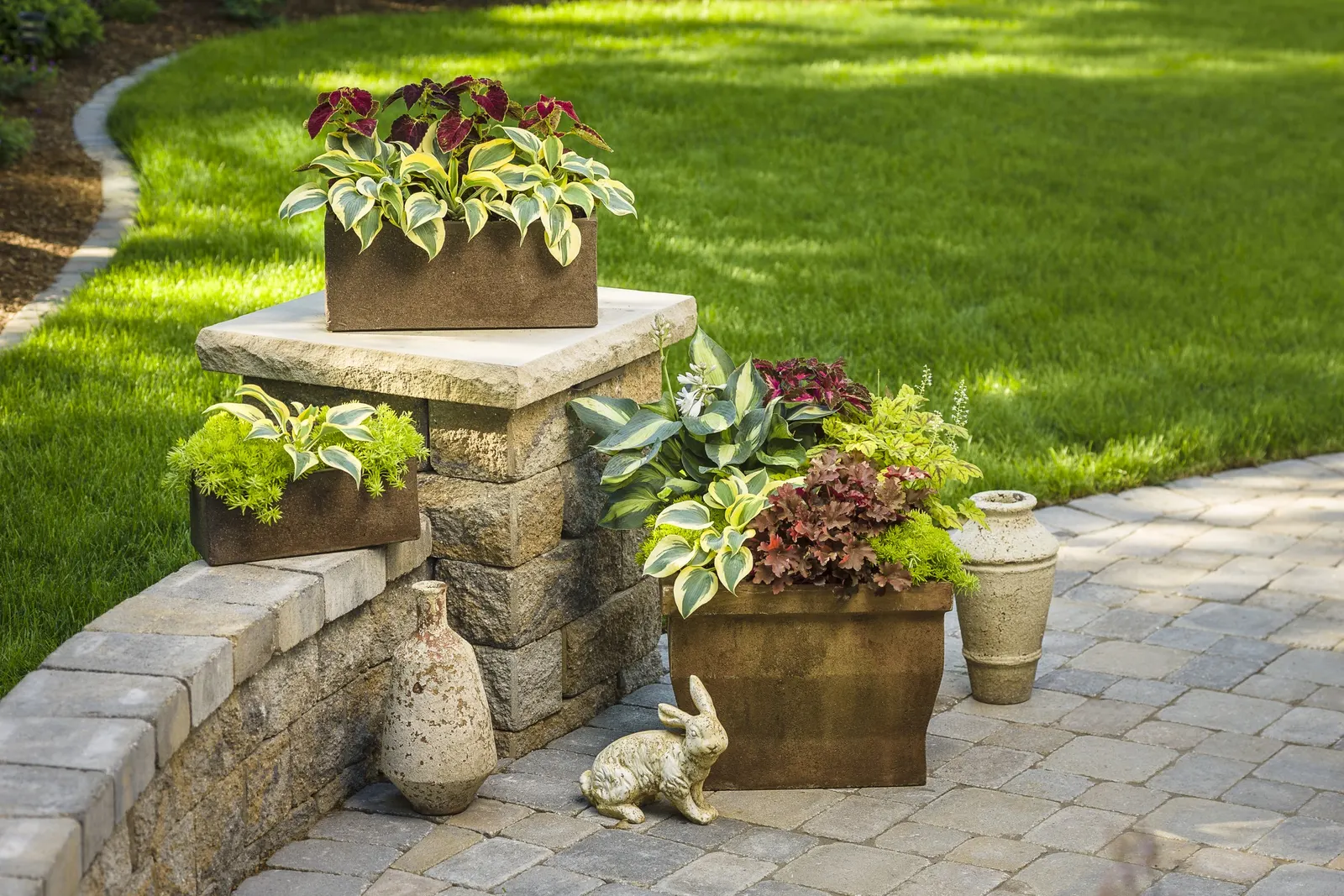 'Autumn Frost' Hosta (Hosta hybrid) — Clean away the dead foliage after frost to prevent insect problems, image 35