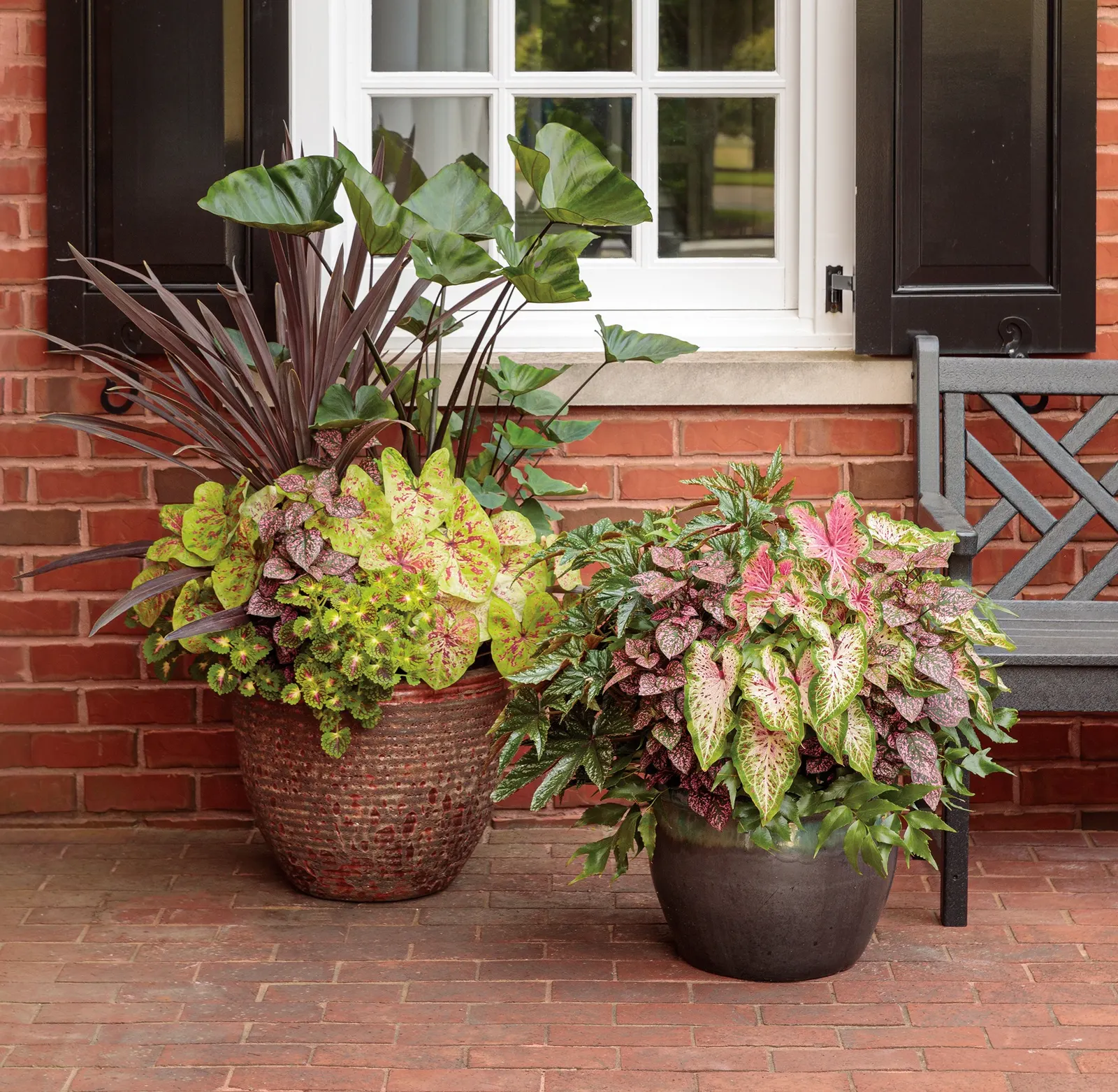 Heart and Soul Sun or Shade Caladium (Caladium hortulanum) — and water consistently enough to prevent yellowing or leaf drop; keep temperatures above 65&deg;F