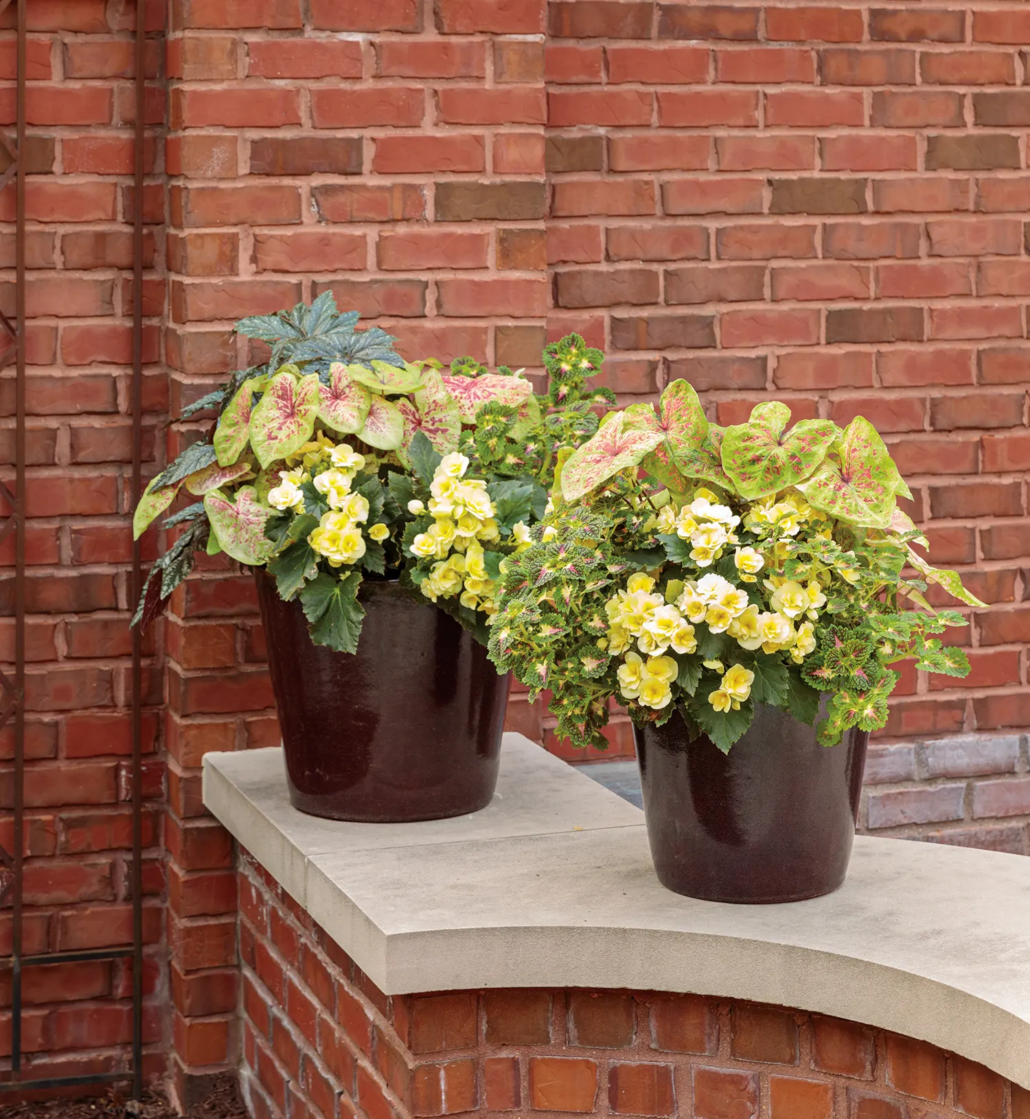 Yellow Rieger Begonia (Begonia x hiemalis) — Deadheading is not necessary, making it easy for containers and beds