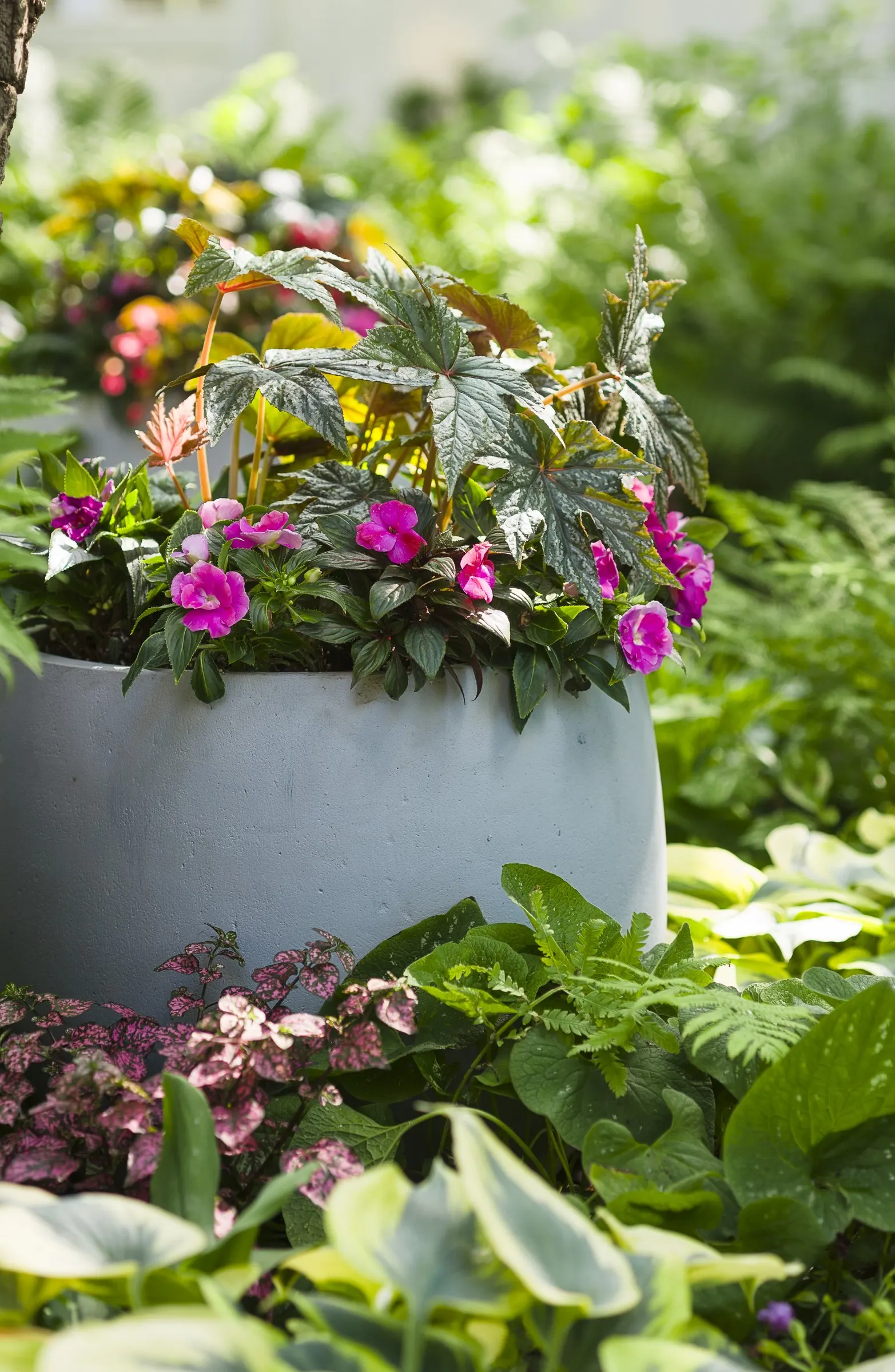 Rose Polka Dot Plant (Hypoestes phyllostachya) — Its softly pointed green leaves are generously freckled and washed with deep rose-pink; hardy in USDA Zones
