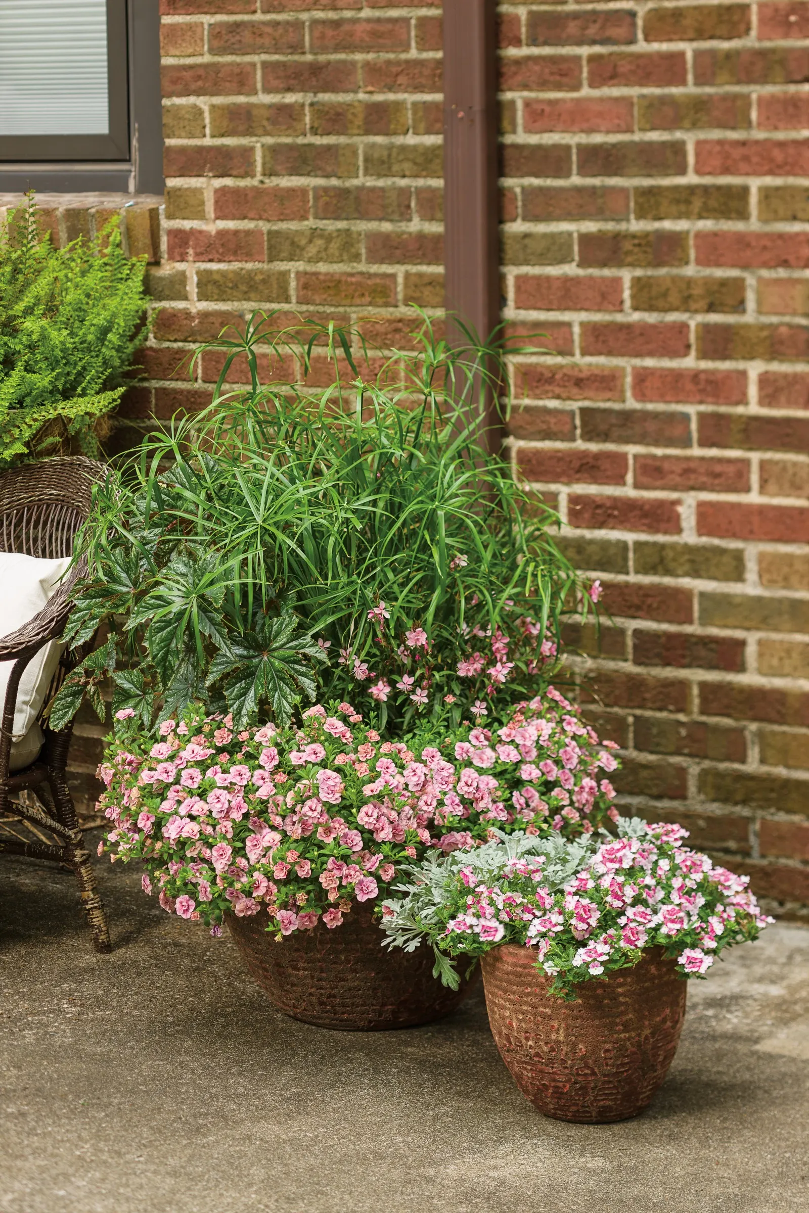 Double Ruby Double Calibrachoa — In the ground they shouldn't need much additional water unless conditions are very dry