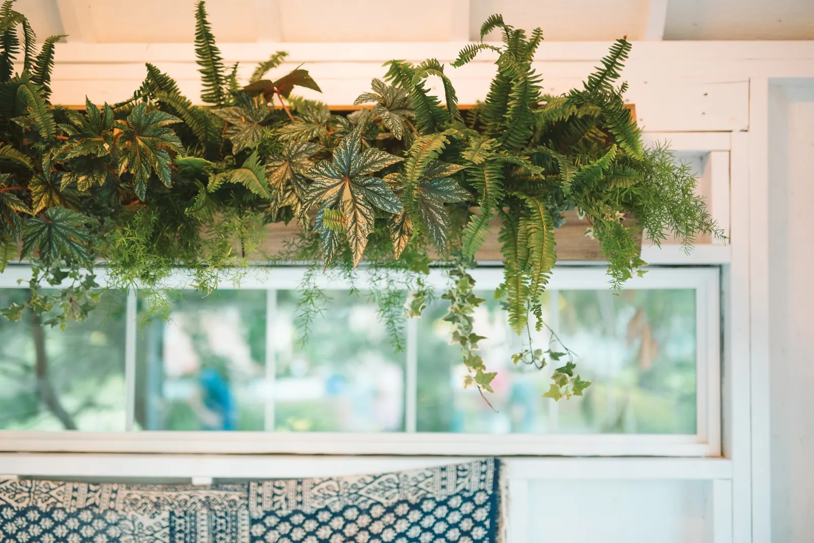'Kimberley Queen' Australian Sword Fern, Queen Fern (Nephrolepis obliterata) — commonly referred to as 'Kimberley Queen' Australian Sword Fern or Queen Fern