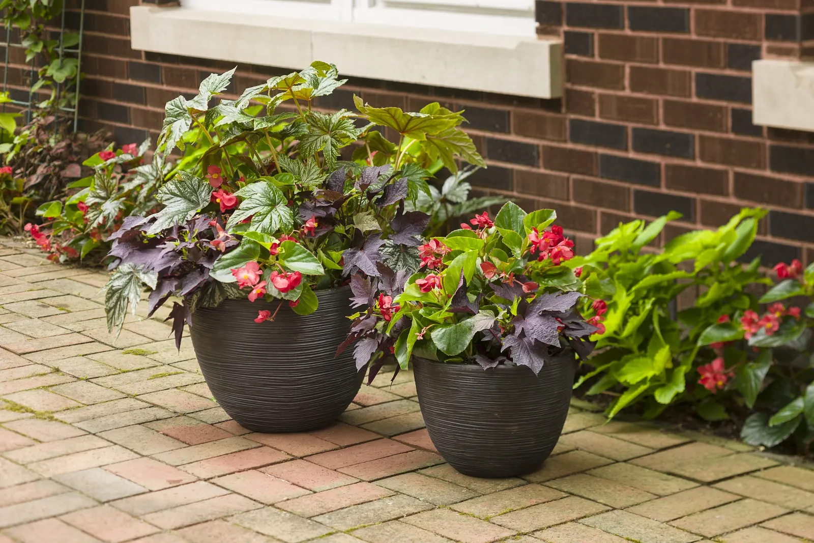 Red II Begonia (Begonia benariensis) — or deep burgundy companions; is a vibrant upright annual that brings polished foliage and a confident wash, image 90