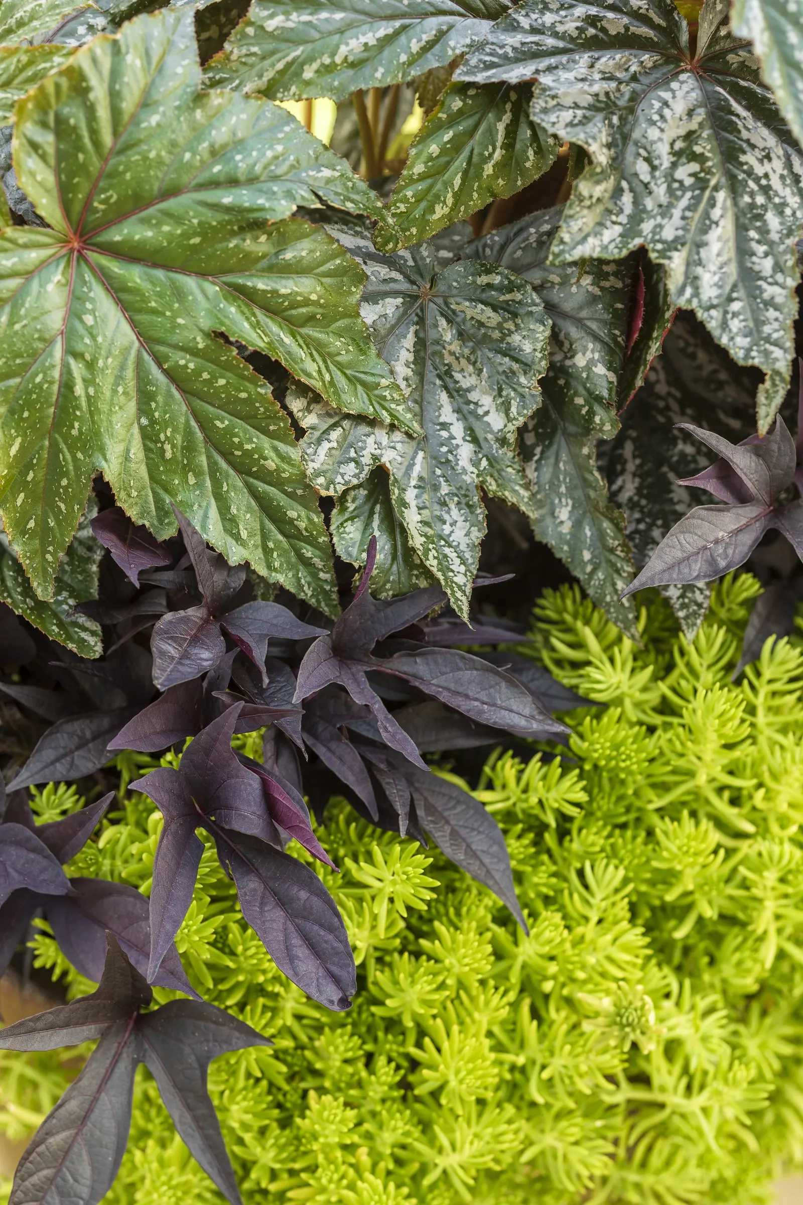 Lemon Coral® Sedum (Sedum mexicanum) — where it will fall over the edge of containers; it is grown for foliage and is a garden workhorse, image 192