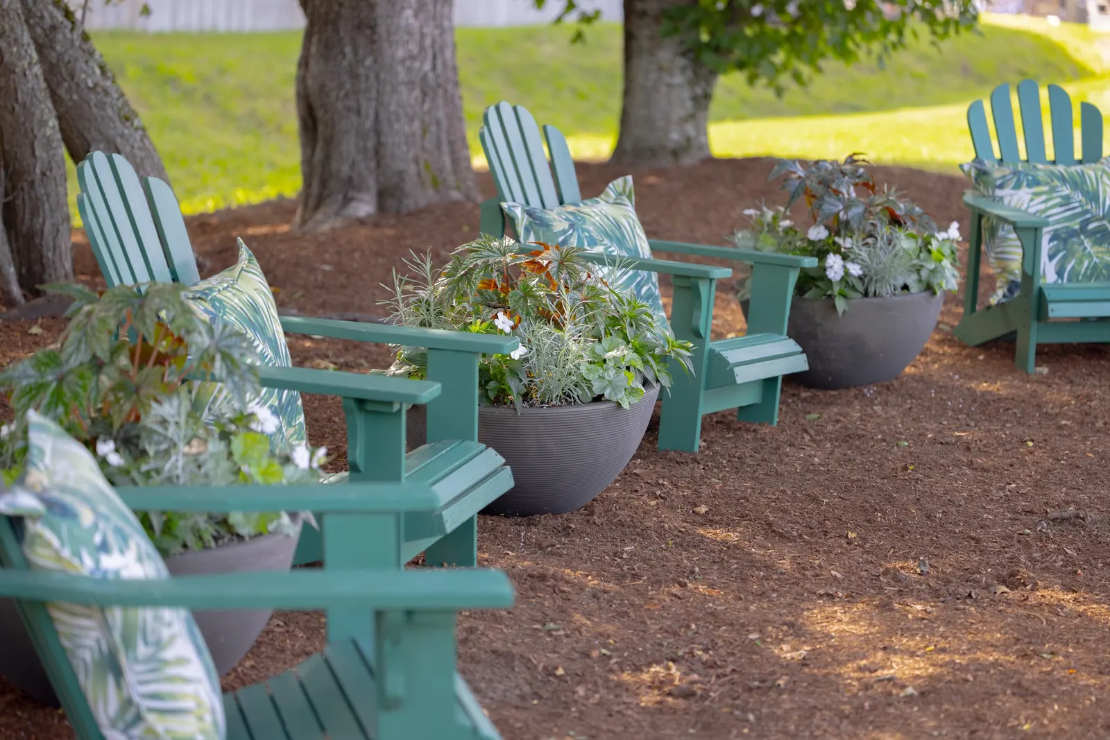 Pegasus® Begonia — and chartreuse sweet potato vine; where it may be grown as a tender perennial, image 196