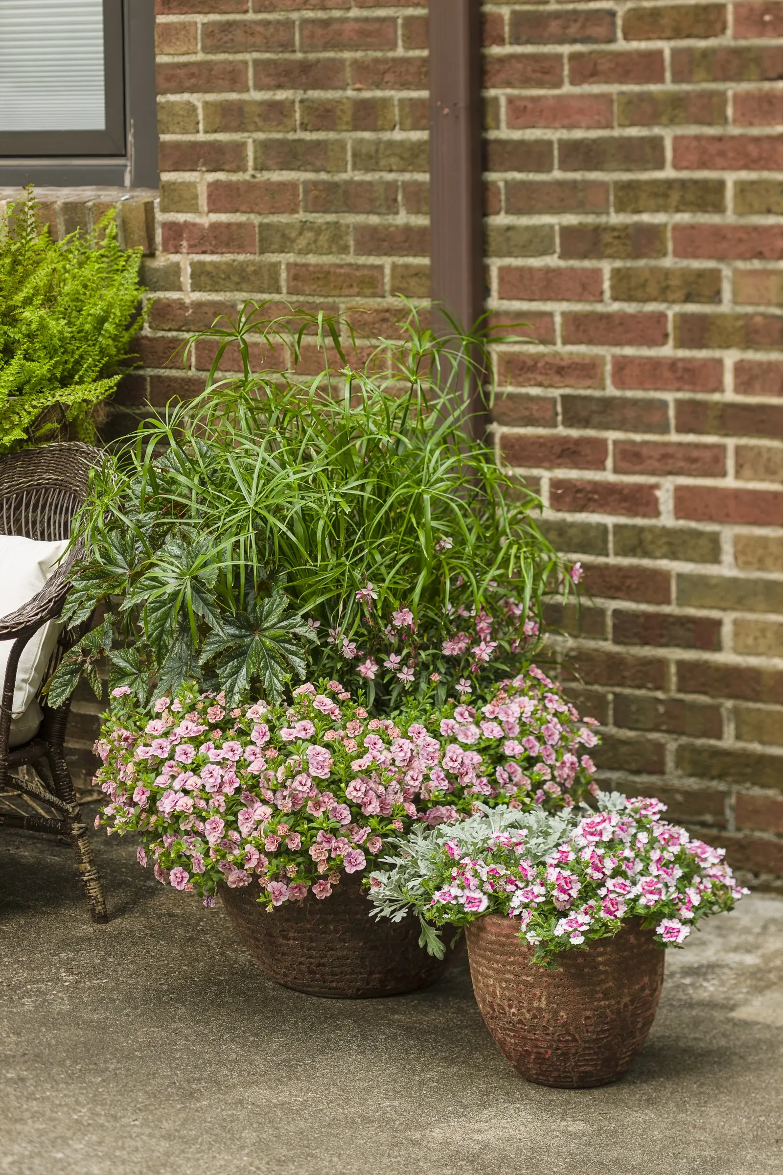 Double Ruby Double Calibrachoa — Proven Winners - Superbells® Double Ruby - Double Calibrachoa - Calibrachoa red plant details