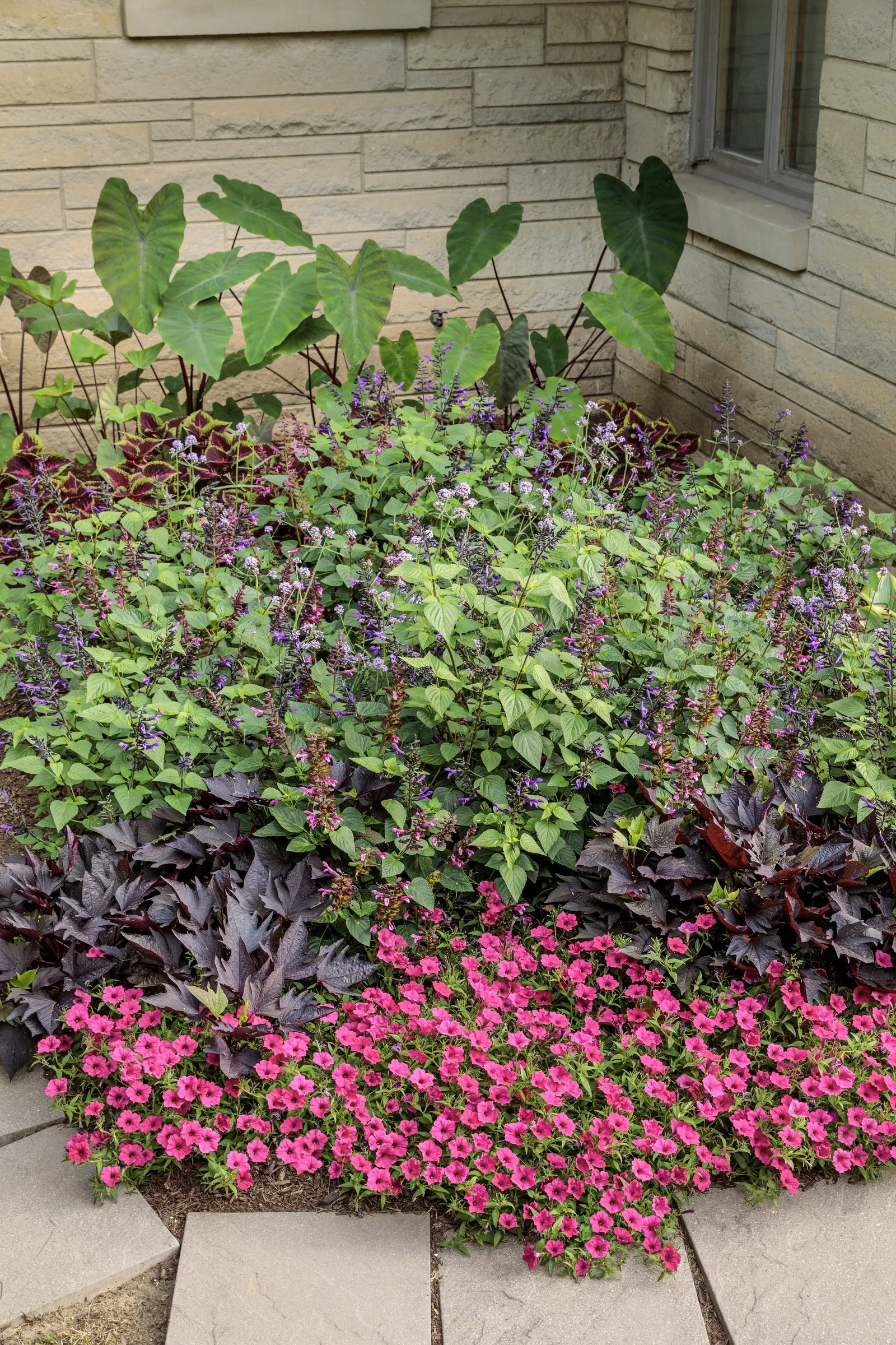 Strawberry Drop Coleus (Coleus scutellarioides) — To keep foliage in top shape, pinch off the blooms as they appear if you wish; many people feel, image 81