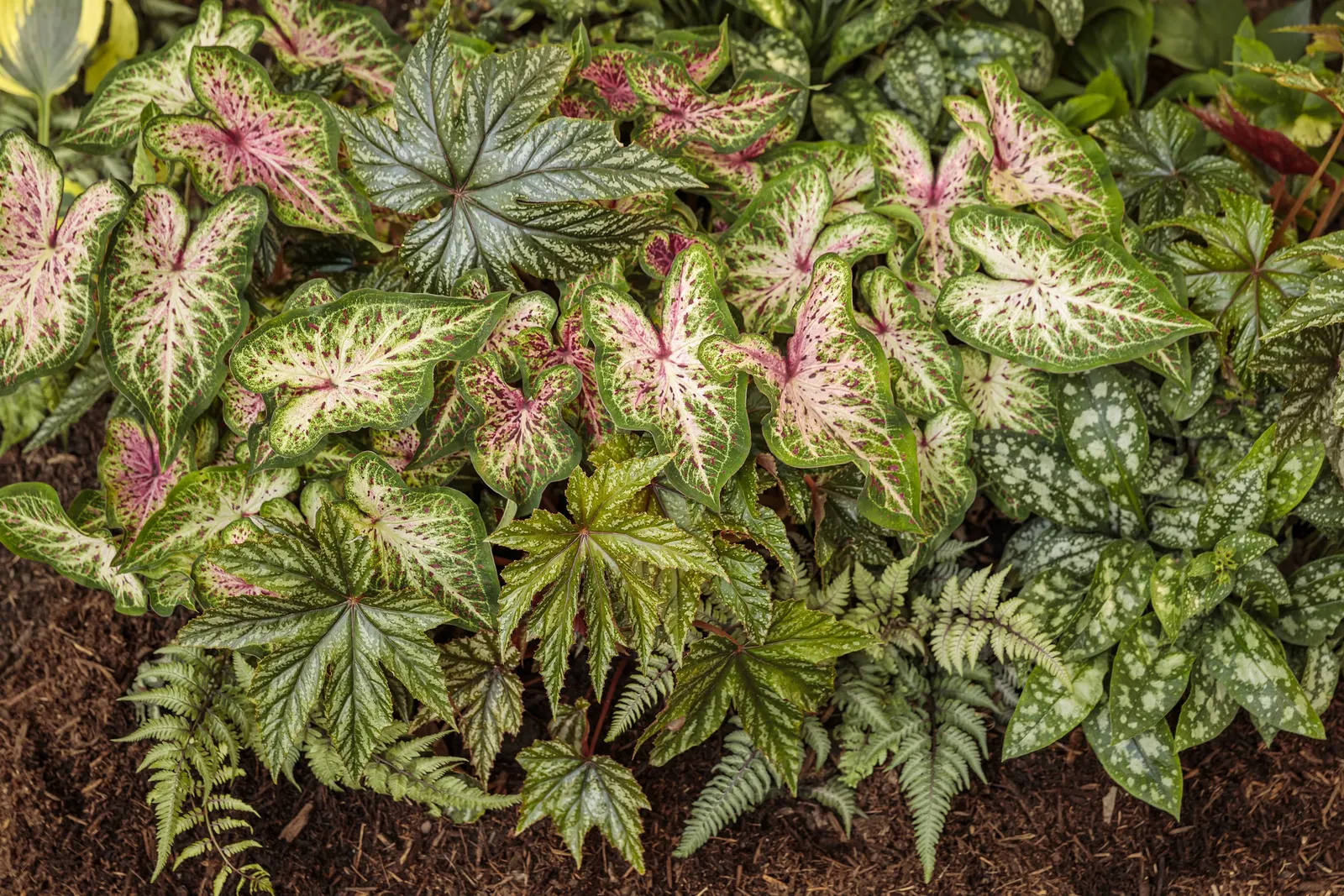 Pegasus® Begonia — where it may be grown as a tender perennial; though it may produce pink flowers, image 115