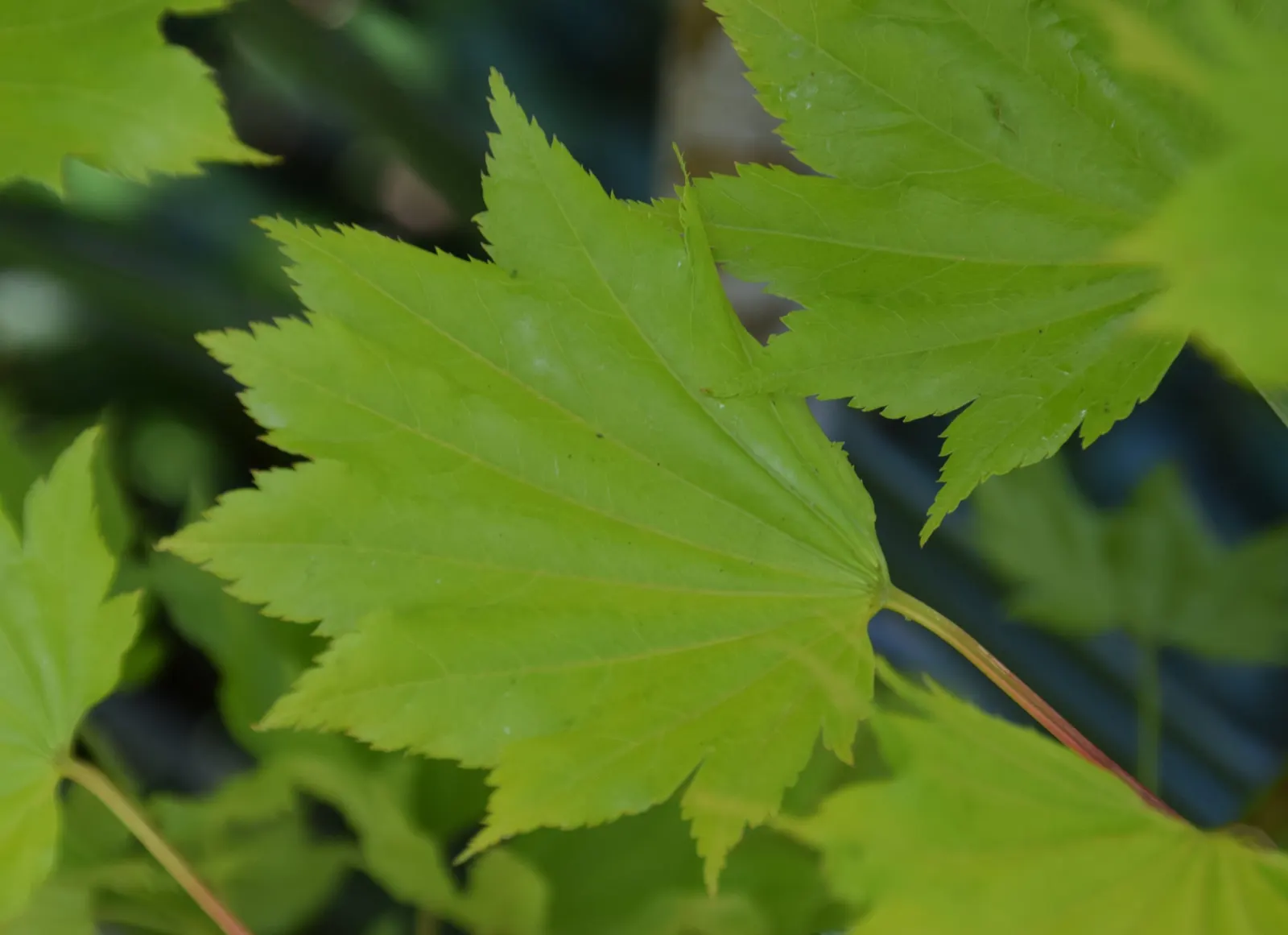 Full Moon Maple (Acer Shirasawanum) — It thrives in moist, well-drained soil with a slightly acidic to neutral pH; particularly in the afternoon