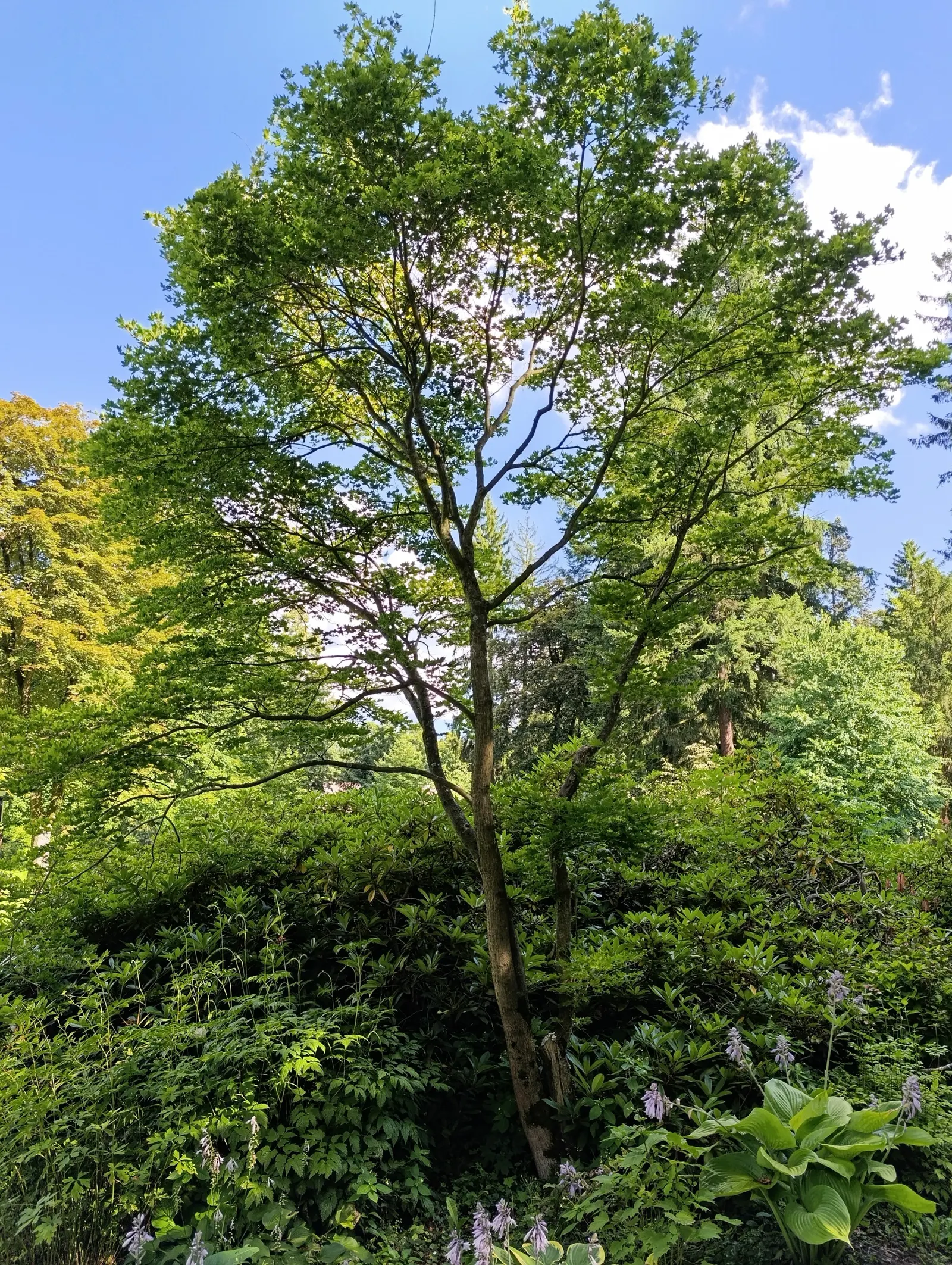 Full Moon Maple (Acer Shirasawanum) — The Full Moon Maple (Acer shirasawanum) is a captivating ornamental tree prized for its graceful