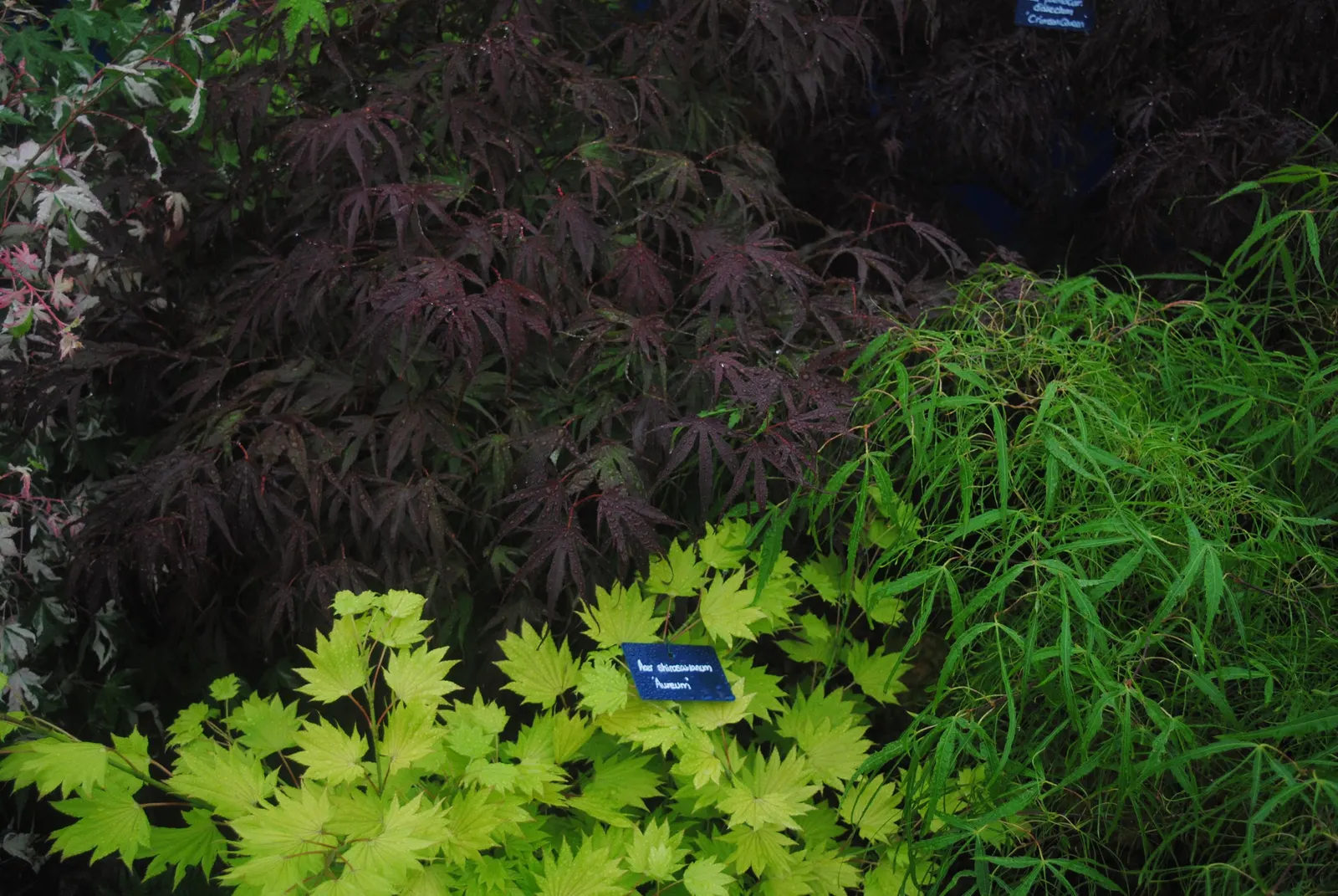 Full Moon Maple (Acer Shirasawanum) — rounded silhouette reaching up to 20-30 feet tall and wide; yellow-green leaves that turn into a stunning array of reds