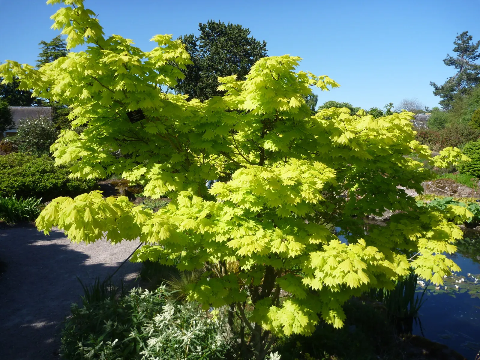 Full Moon Maple (Acer Shirasawanum) — to protect the foliage from scorching; scientifically known as Acer shirasawanum