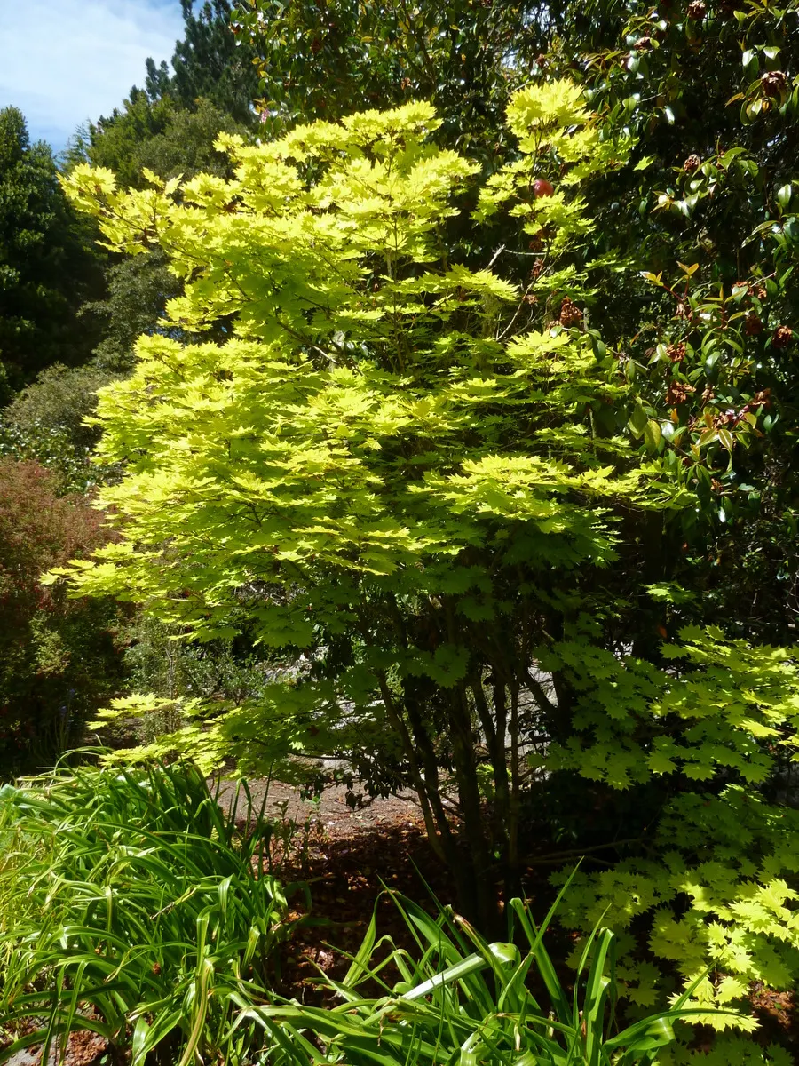 Full Moon Maple (Acer Shirasawanum) — culminating in a spectacular display of reds and oranges come fall; full Moon Maple prefers a location that offers