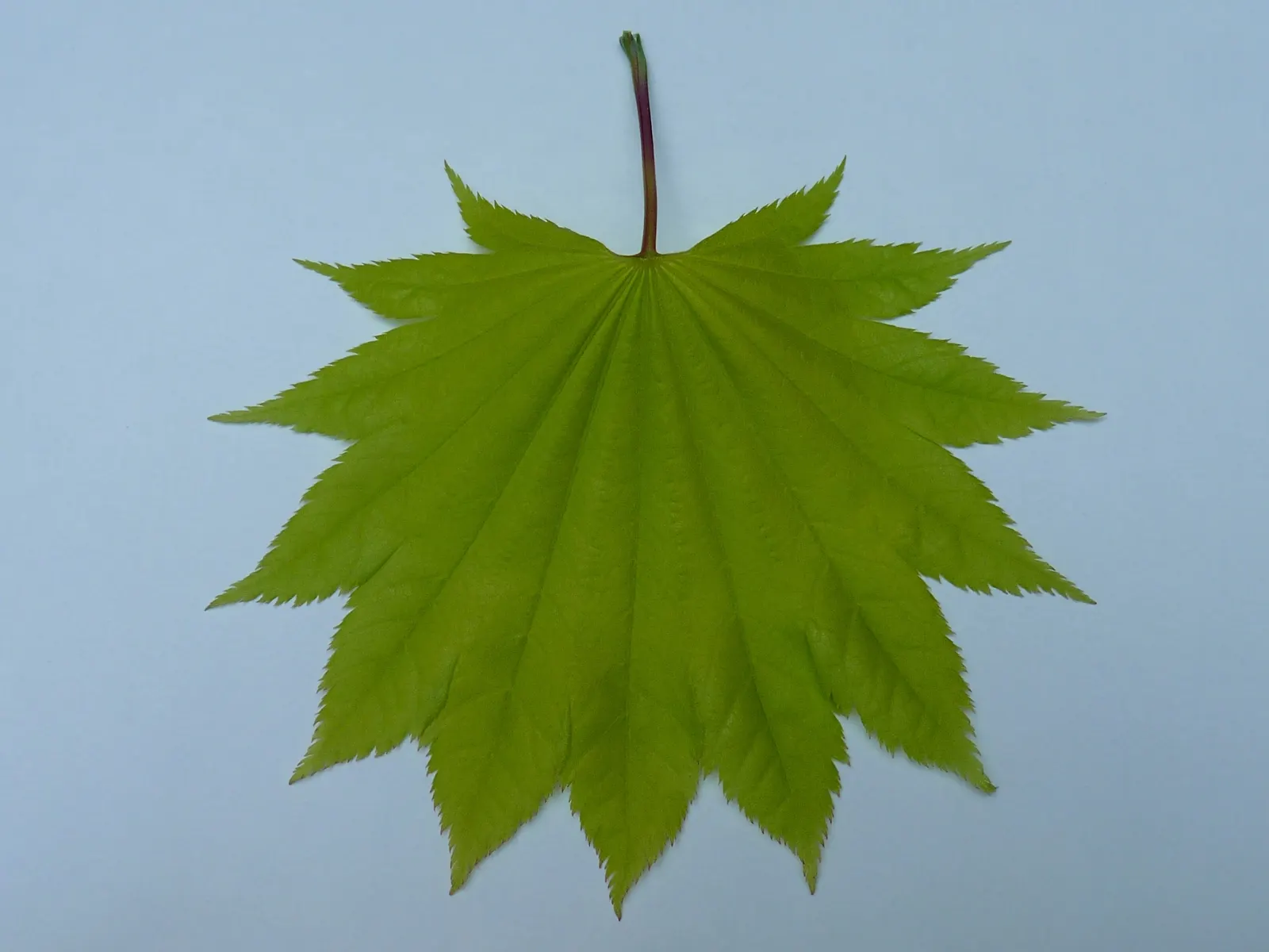 Full Moon Maple (Acer Shirasawanum) — The average height for these trees is between 15 to 20 feet, image 29