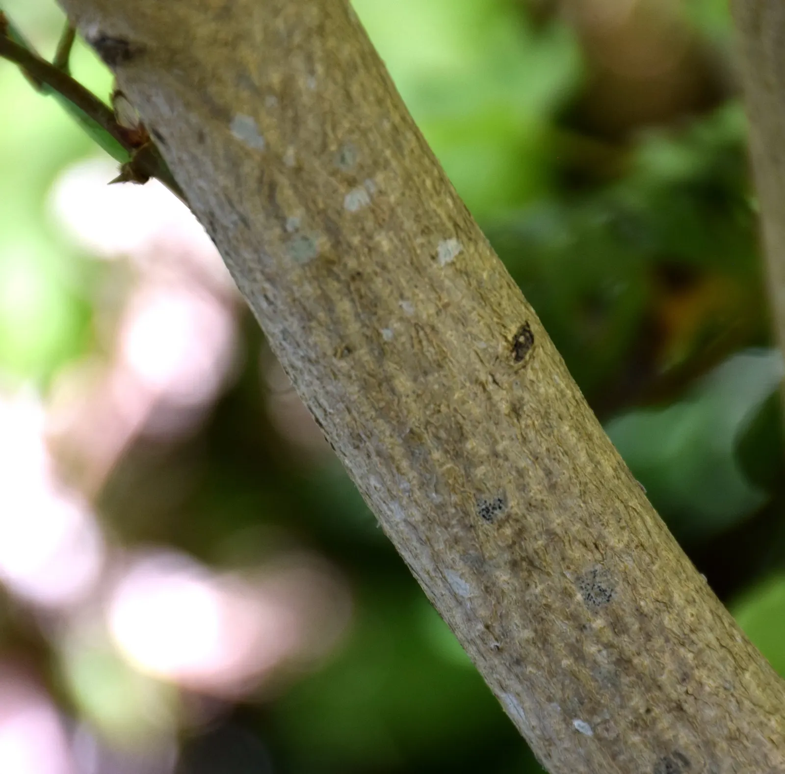 Full Moon Maple (Acer Shirasawanum) — to protect the foliage from scorching