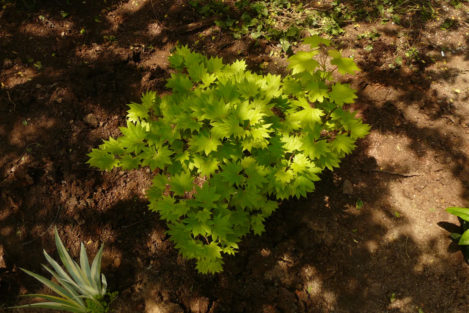Full Moon Maple (Acer Shirasawanum) — adding tranquillity and visual splendor to the landscape; which resemble the full moon