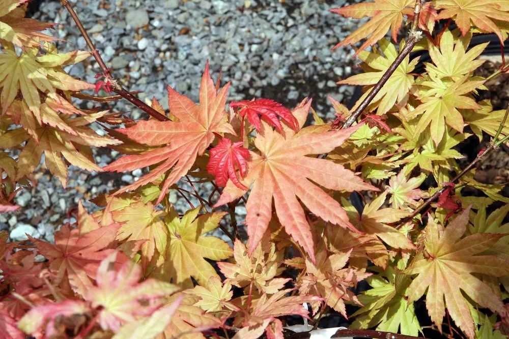 Full Moon Maple (Acer Shirasawanum) — It showcases deeply lobed; adding tranquillity and visual splendor to the landscape, image 41