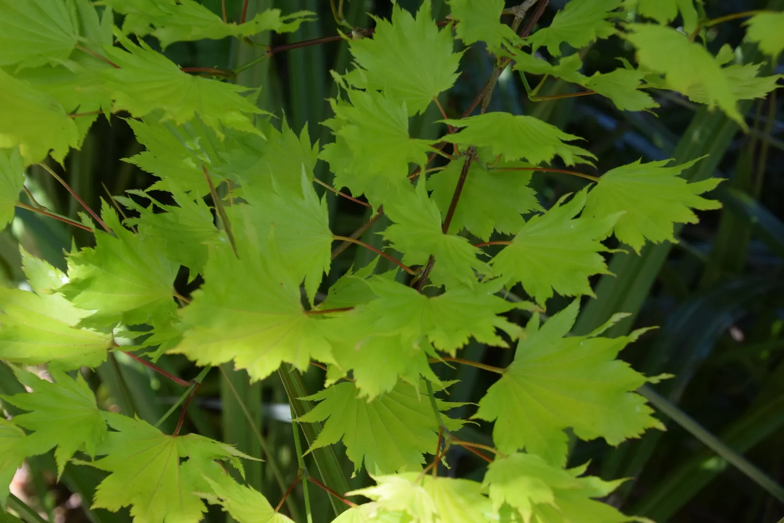 Full Moon Maple (Acer Shirasawanum) — Ideal for focal points in small gardens, it thrives in well-drained soil and partial shade to full sun; the Full Moon