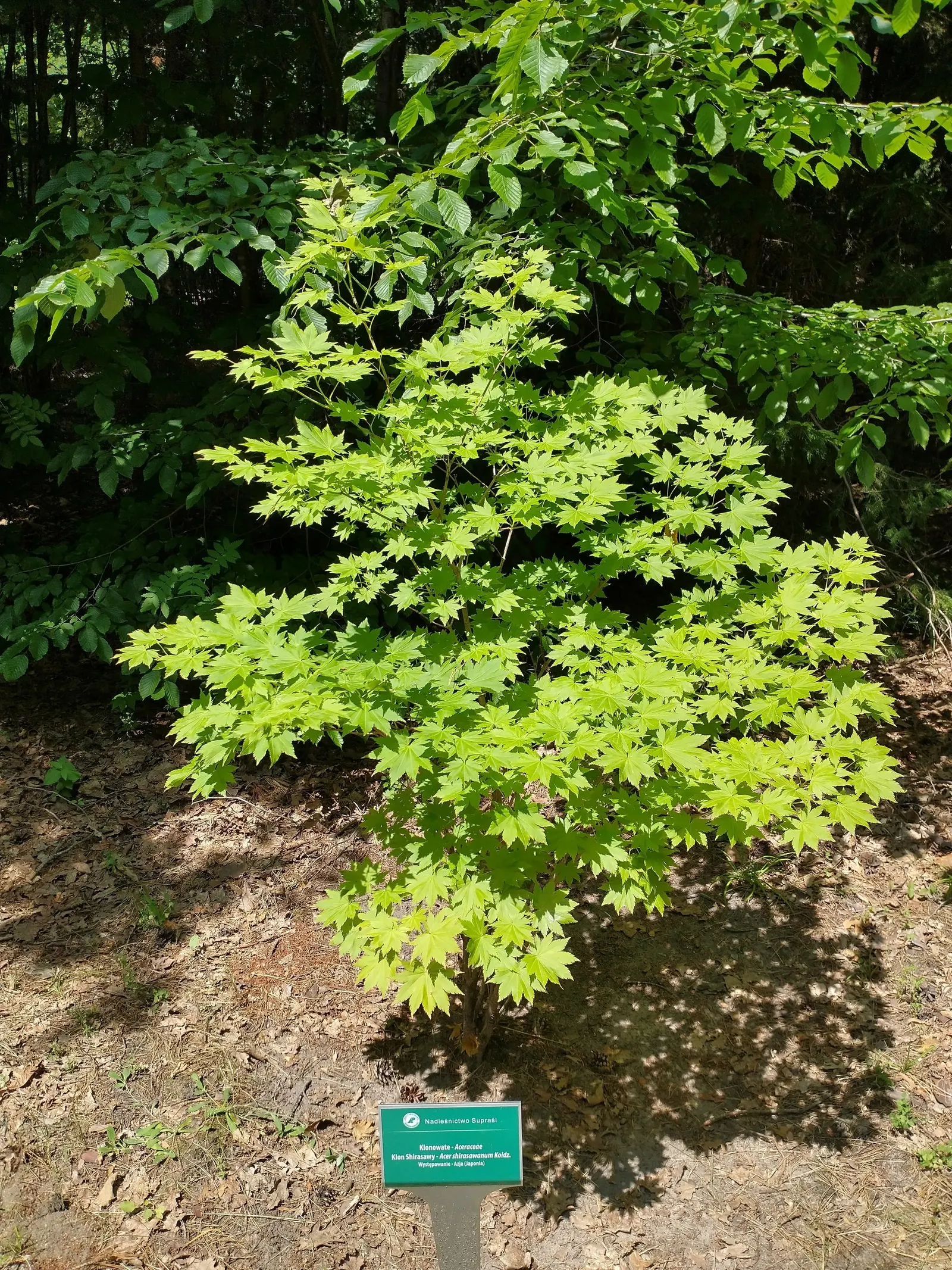 Full Moon Maple (Acer Shirasawanum) — rounded silhouette reaching up to 20-30 feet tall and wide