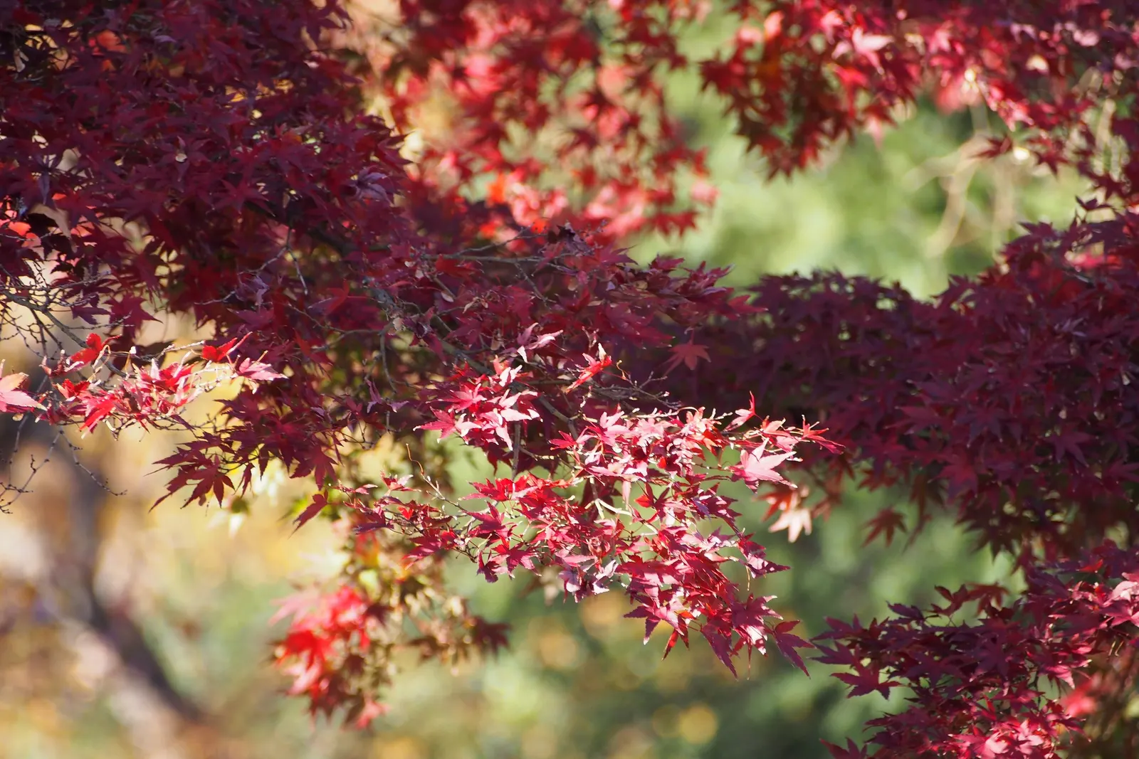 Full Moon Maple (Acer Shirasawanum) — culminating in a spectacular display of reds and oranges come fall; full Moon Maple prefers a location that, image 43