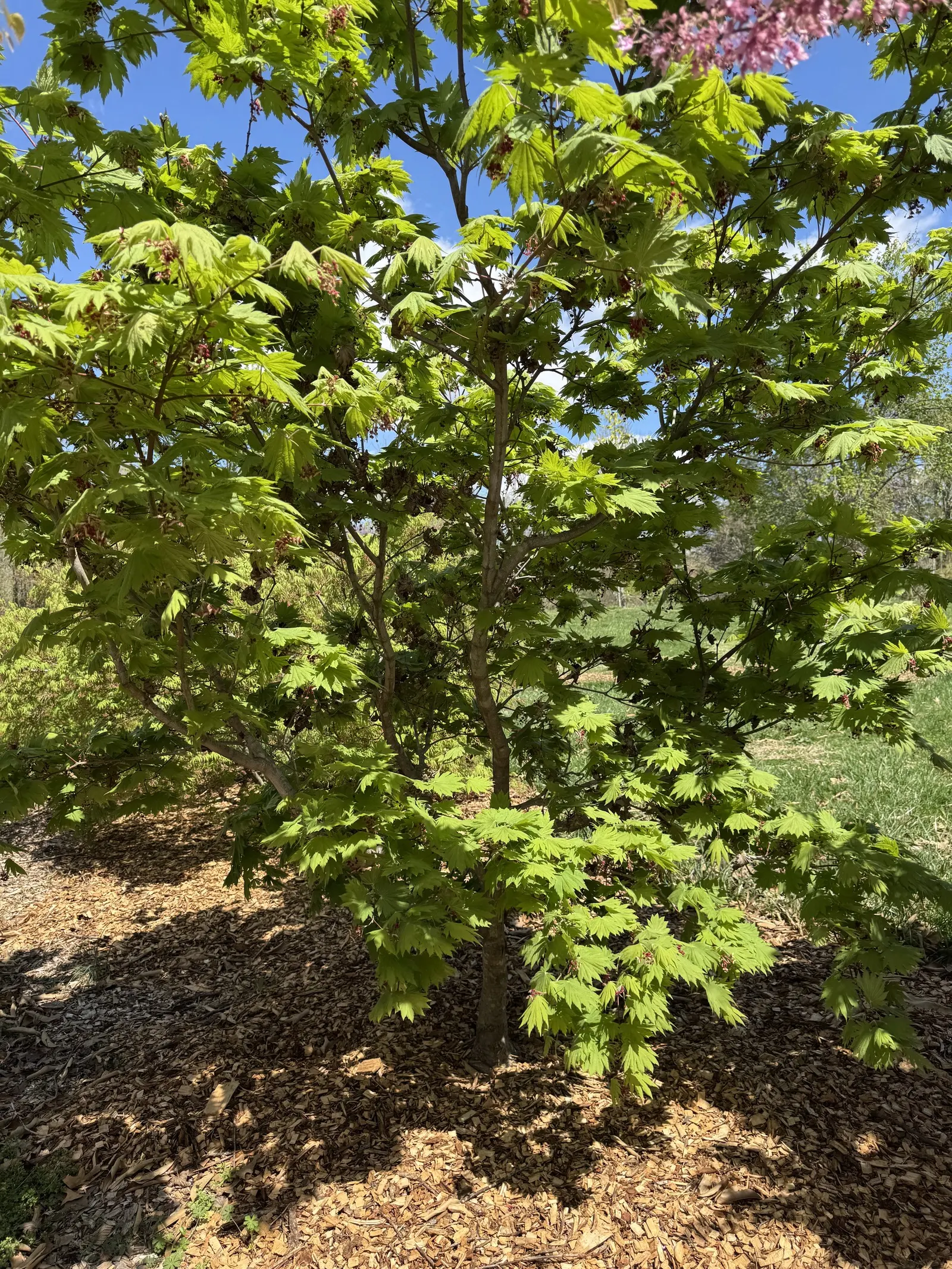 Full Moon Maple (Acer Shirasawanum) — shrub / tree for full or half or shade