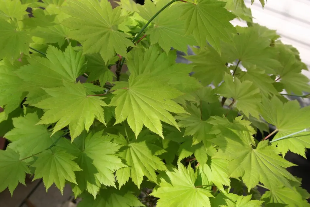Full Moon Maple (Acer Shirasawanum) — yellow-green leaves that turn into a stunning array of reds; from traditional Japanese gardens to contemporary outdoor